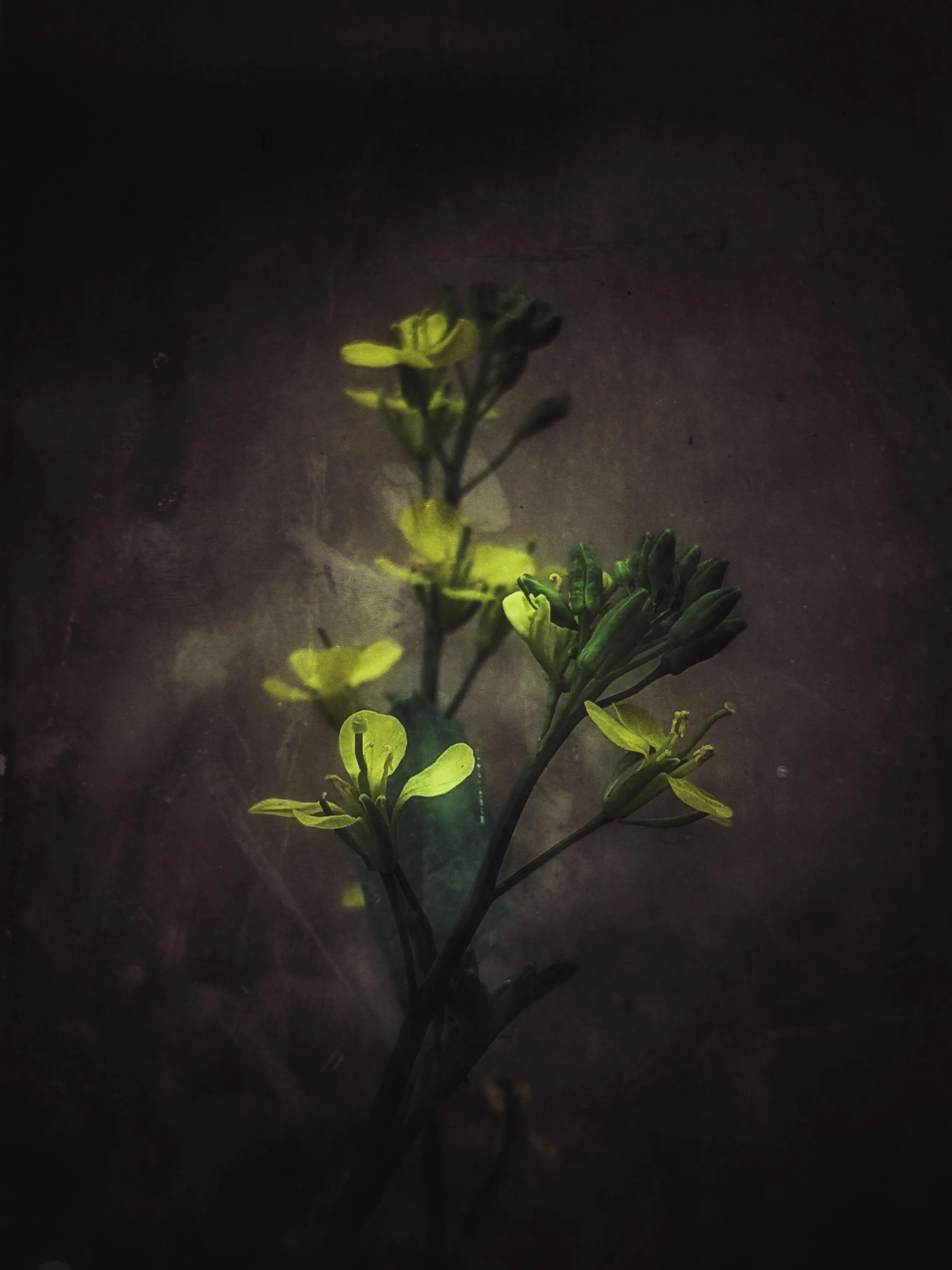 Minimal Flower Bud Illuminated on Dark Background Wallpaper