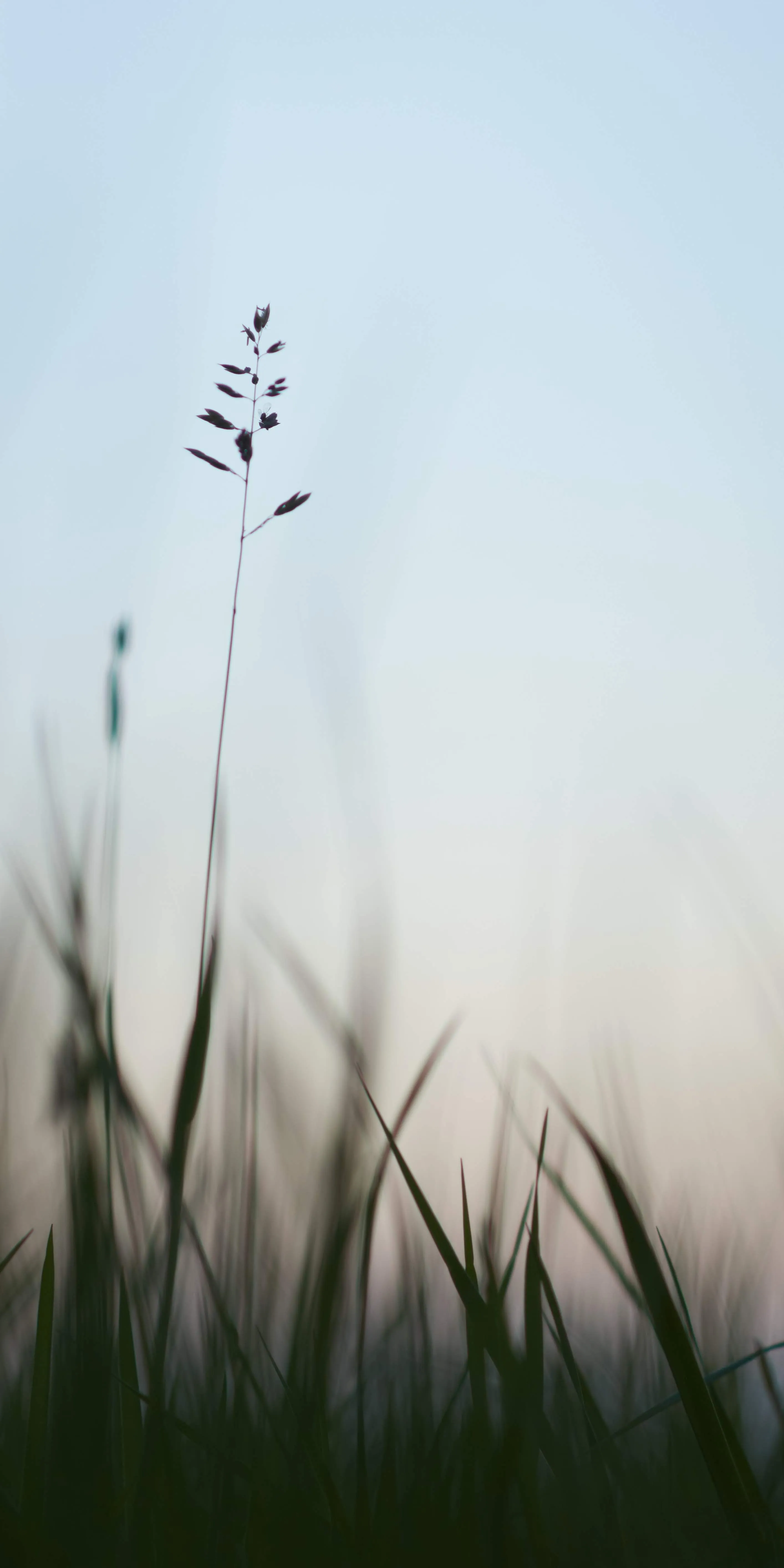 Minimal Nature Scene with Blades of Grass in Morning Light