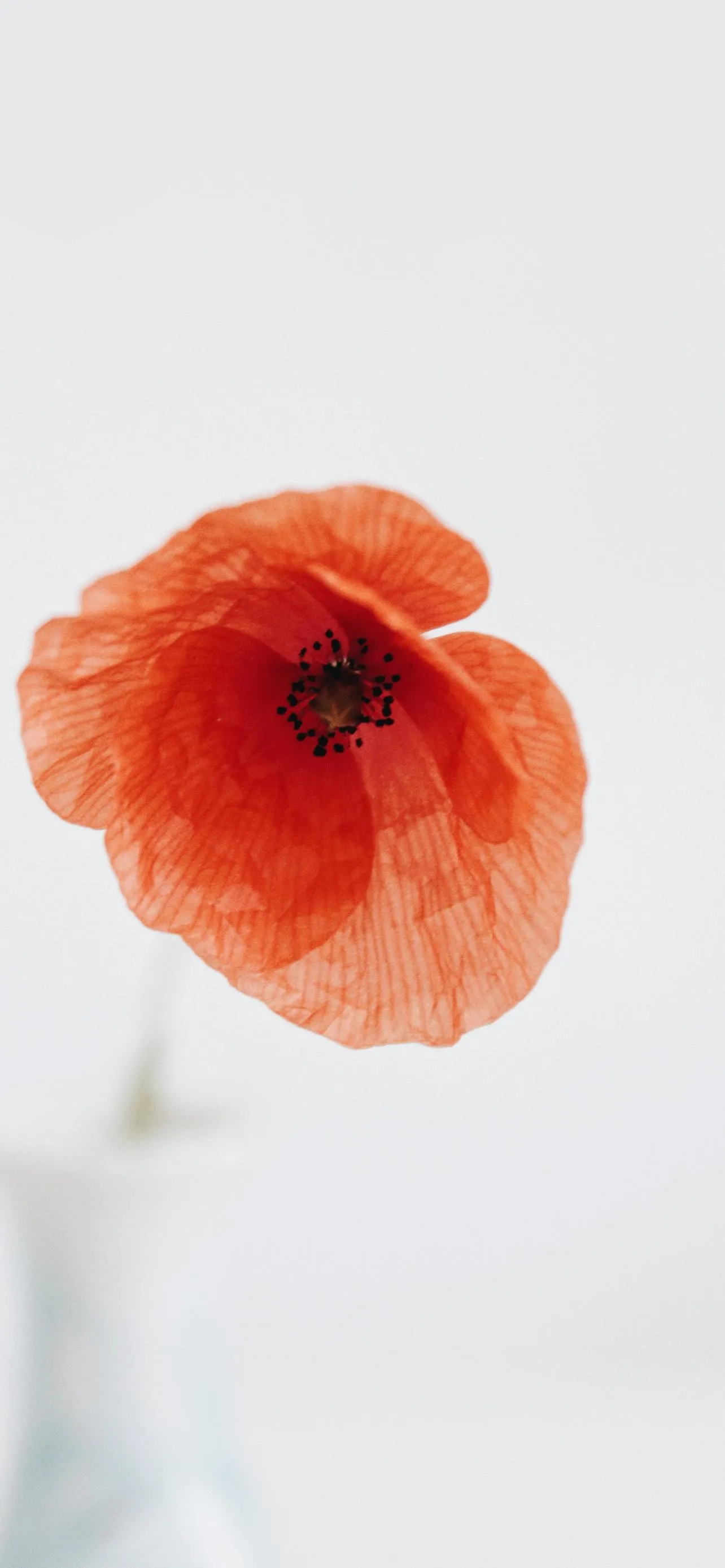 Minimal Red Flower on White Background Free Wallpaper
