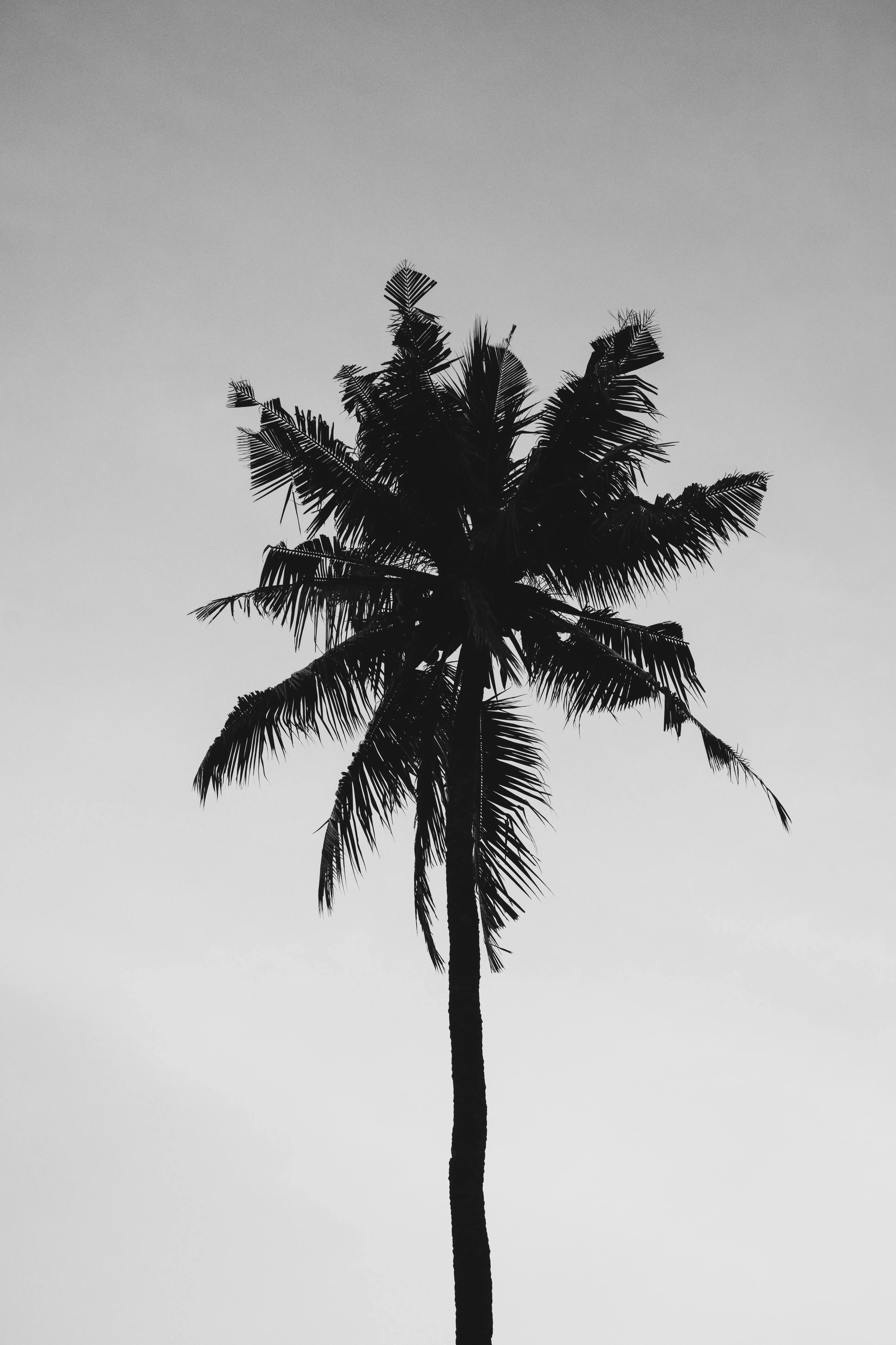 Minimalist Black Palm Tree Silhouette on White Wallpaper