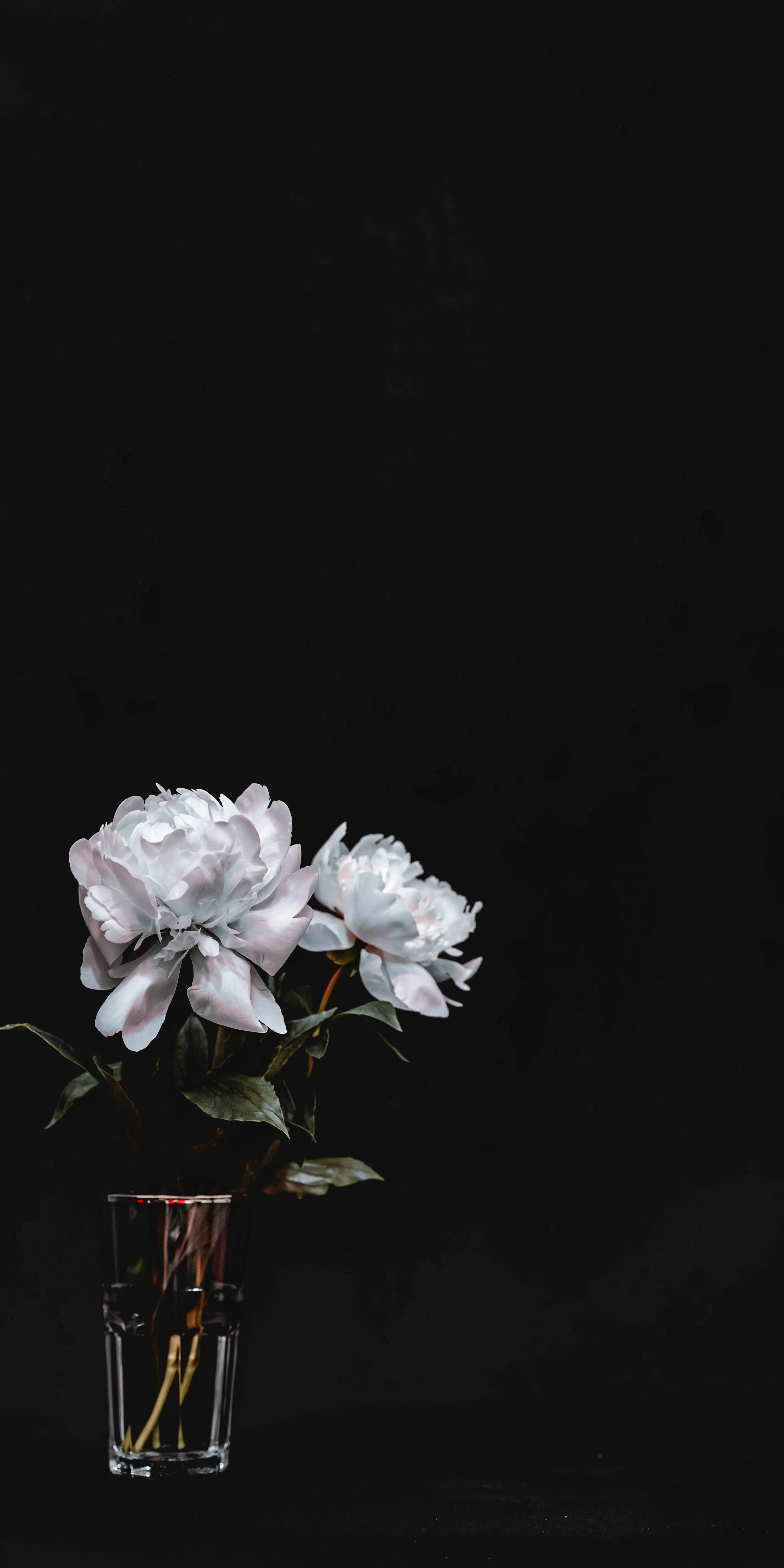 Minimalist White Flower Bouquet in Dark Background