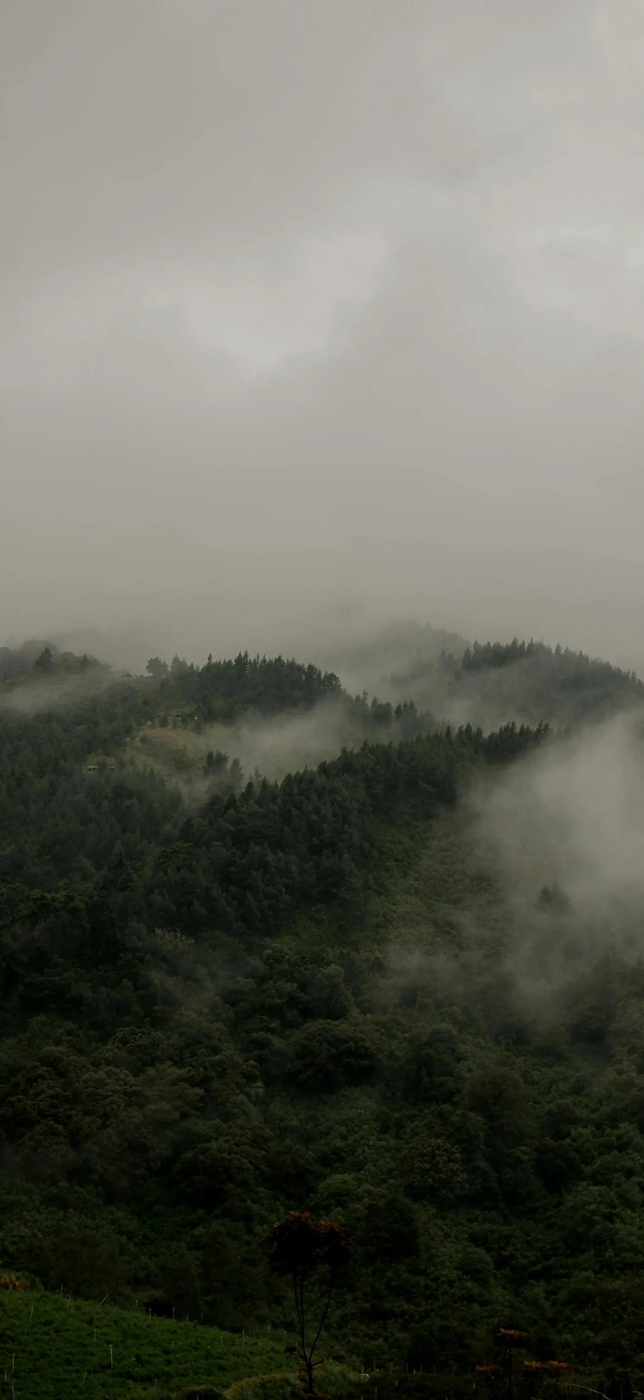 Misty Forest Hills Nature Calm Scenery Background Image