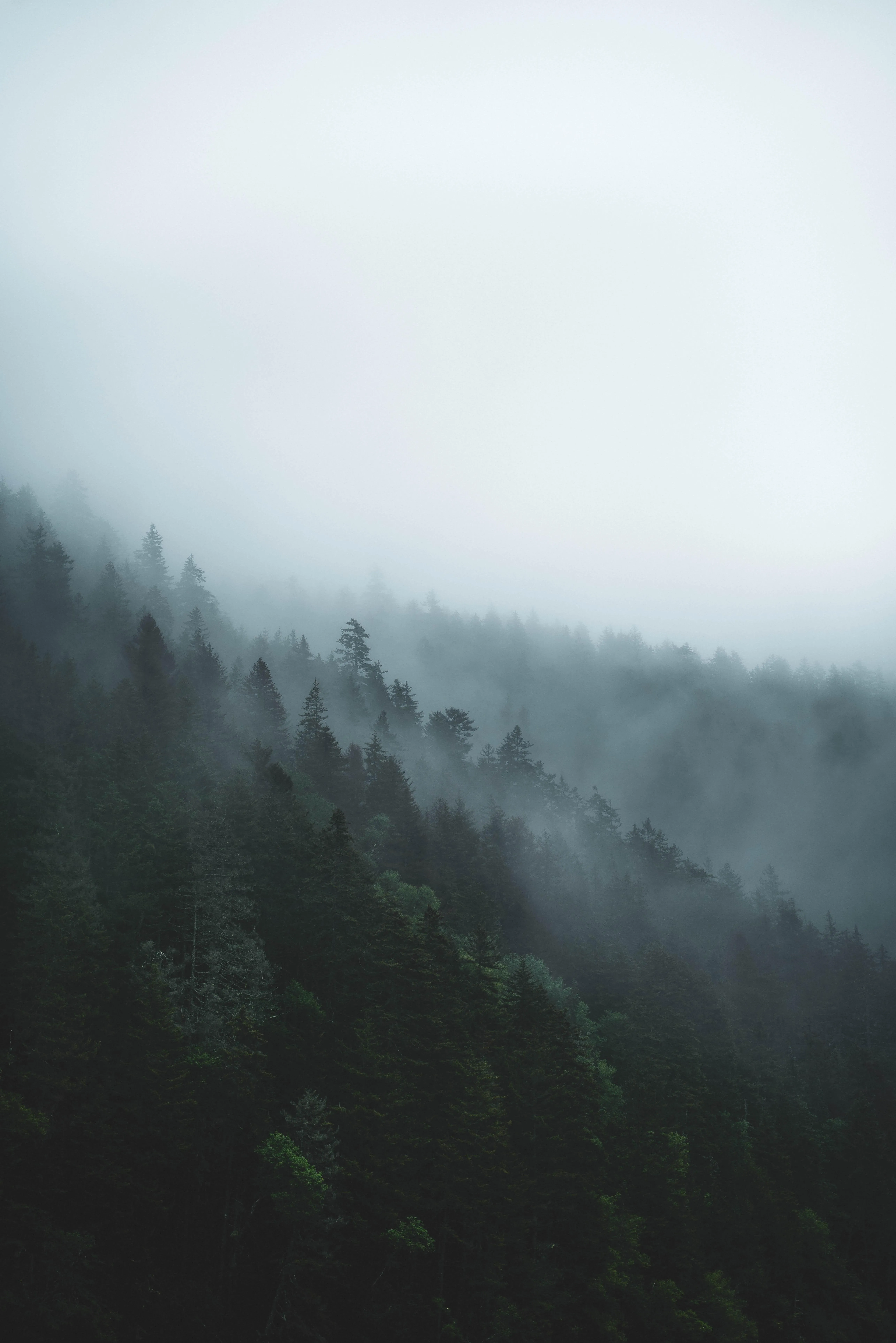 Misty Forest Landscape with Fog and Trees Wallpaper
