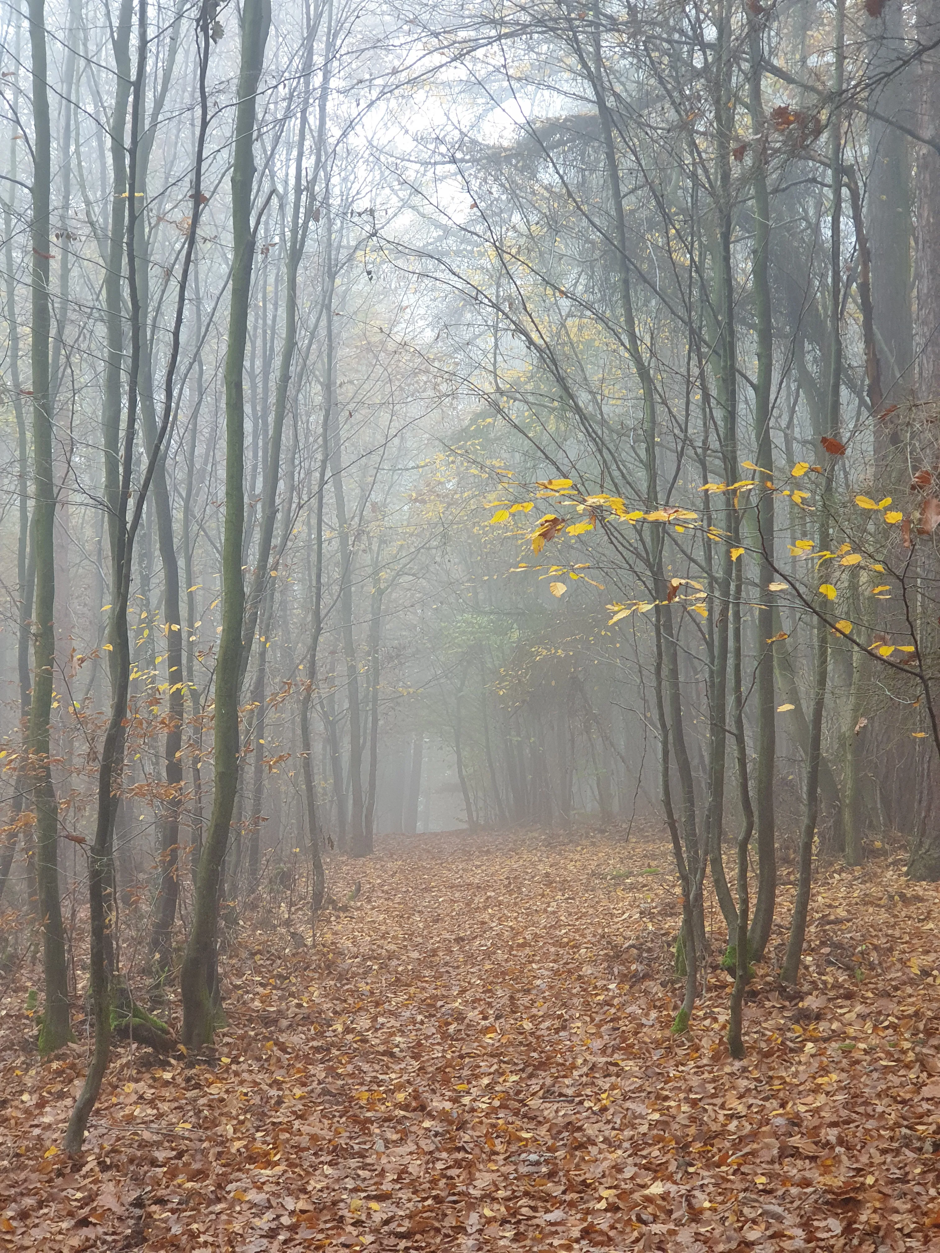 Misty Forest Path Covered in Autumn Leaves Wallpaper