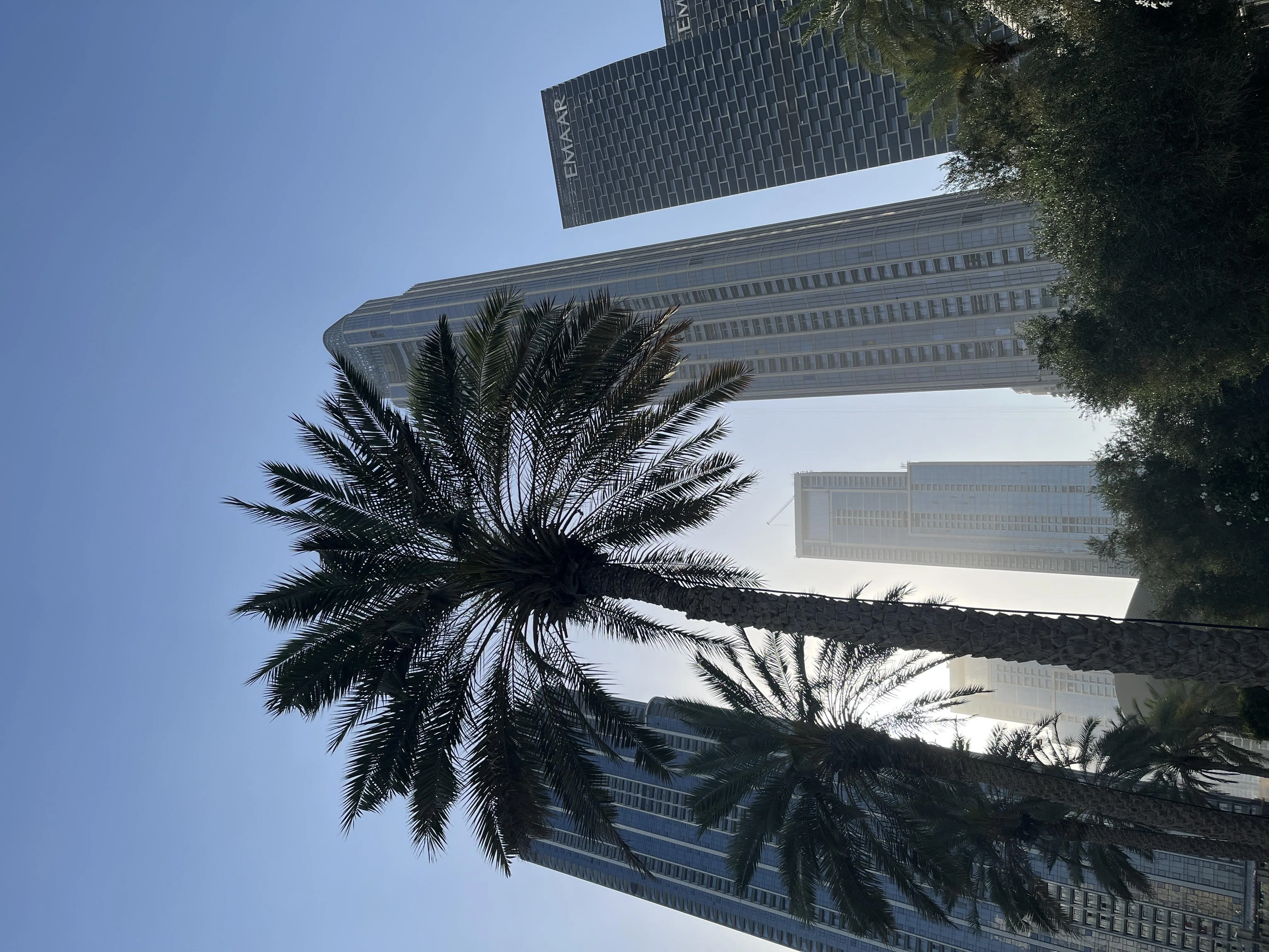 Modern Skyscrapers and Palm Trees Under Blue Sky Wallpaper