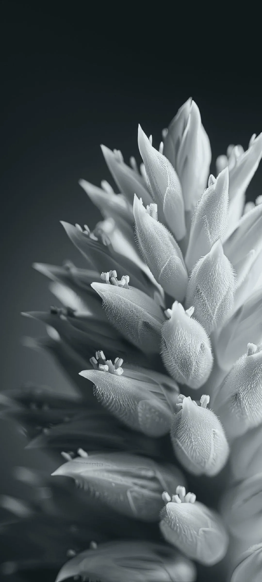 Monochrome Plant Petals Closeup for Calm Aesthetic