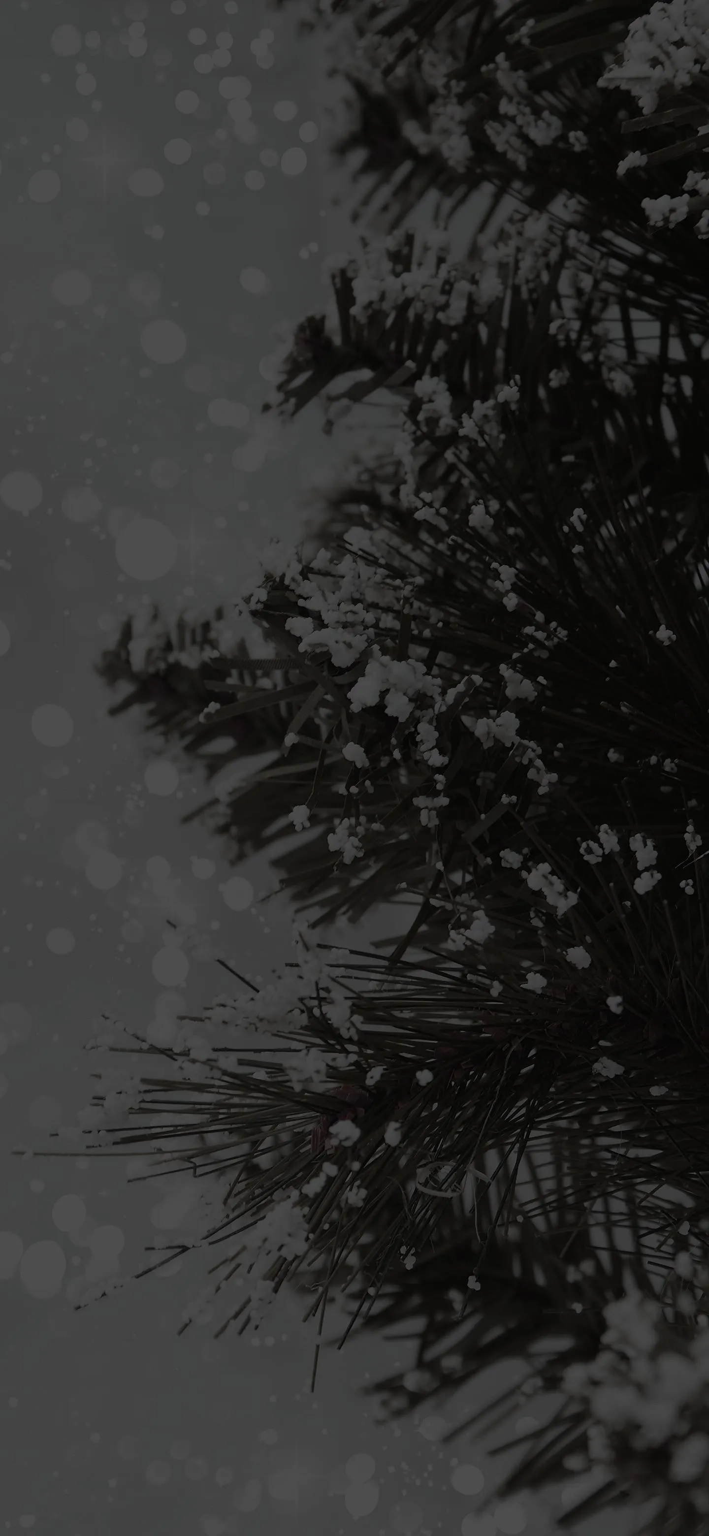 Monochrome Tree Silhouette in Foggy Forest Setting