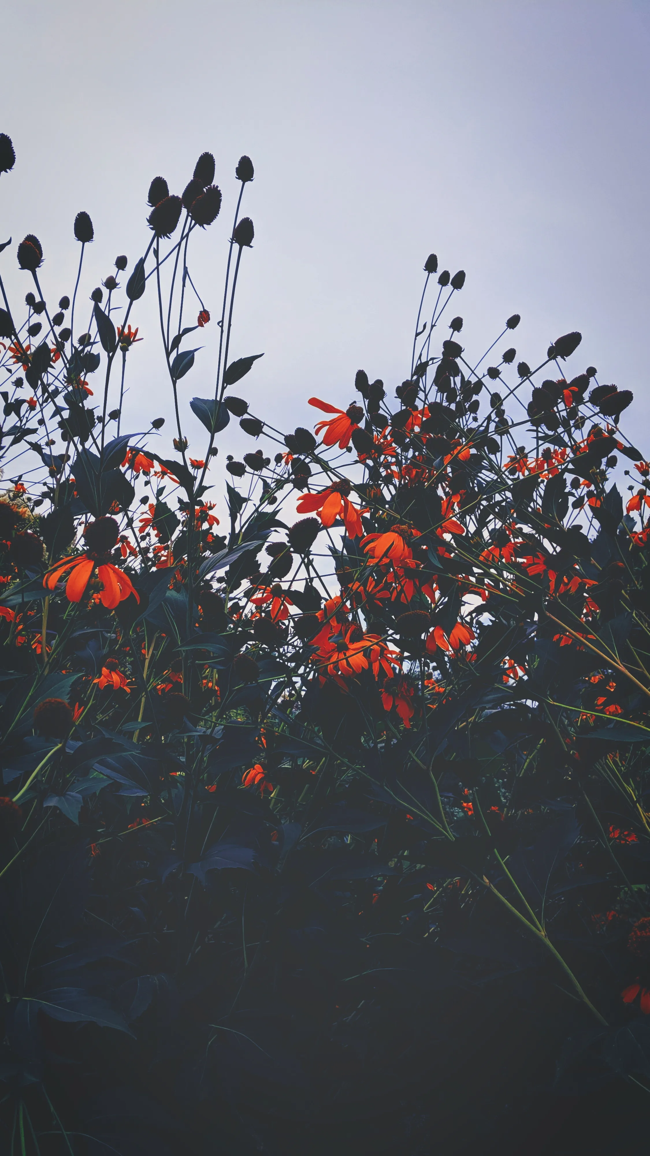 Moody Wildflowers in Low Light Against Soft Sky Image