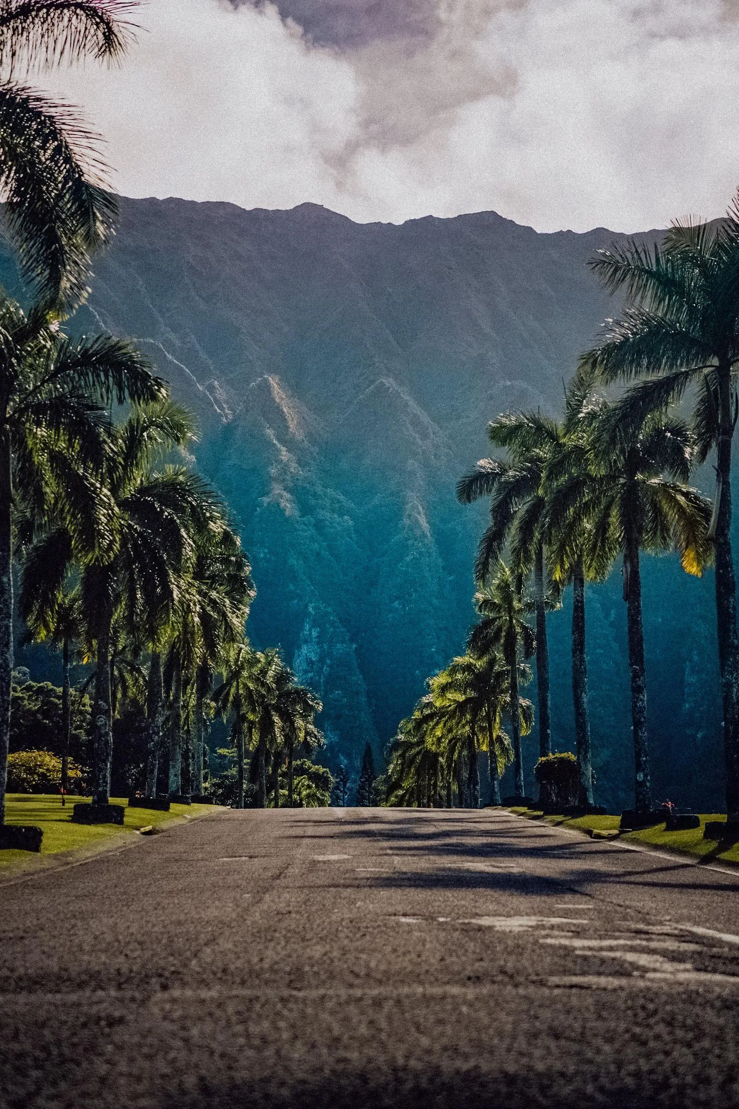 Mountain Road Lined with Tall Palms and Clear Skies