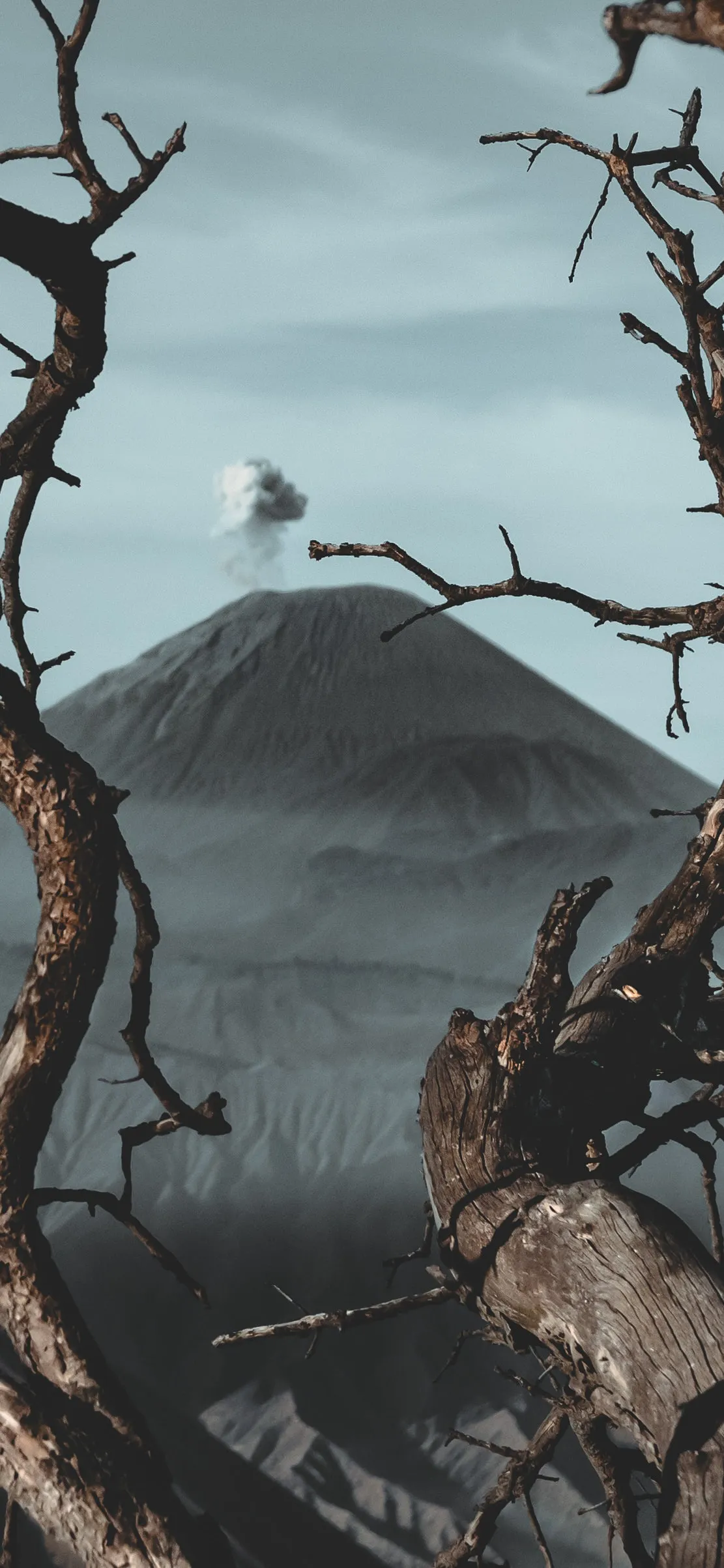 Mysterious Dark Forest with Old Tree and Foggy Atmosphere