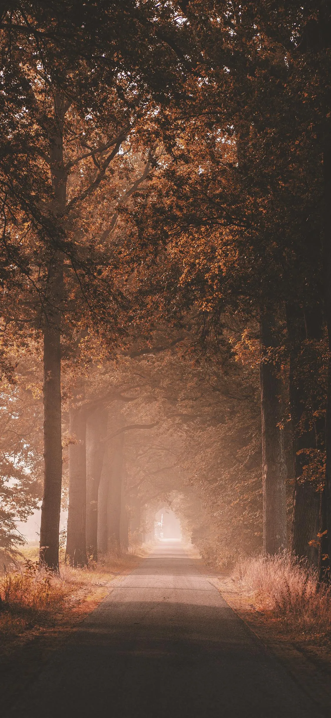 Mysterious Foggy Forest Pathway Inviting Calm Reflection