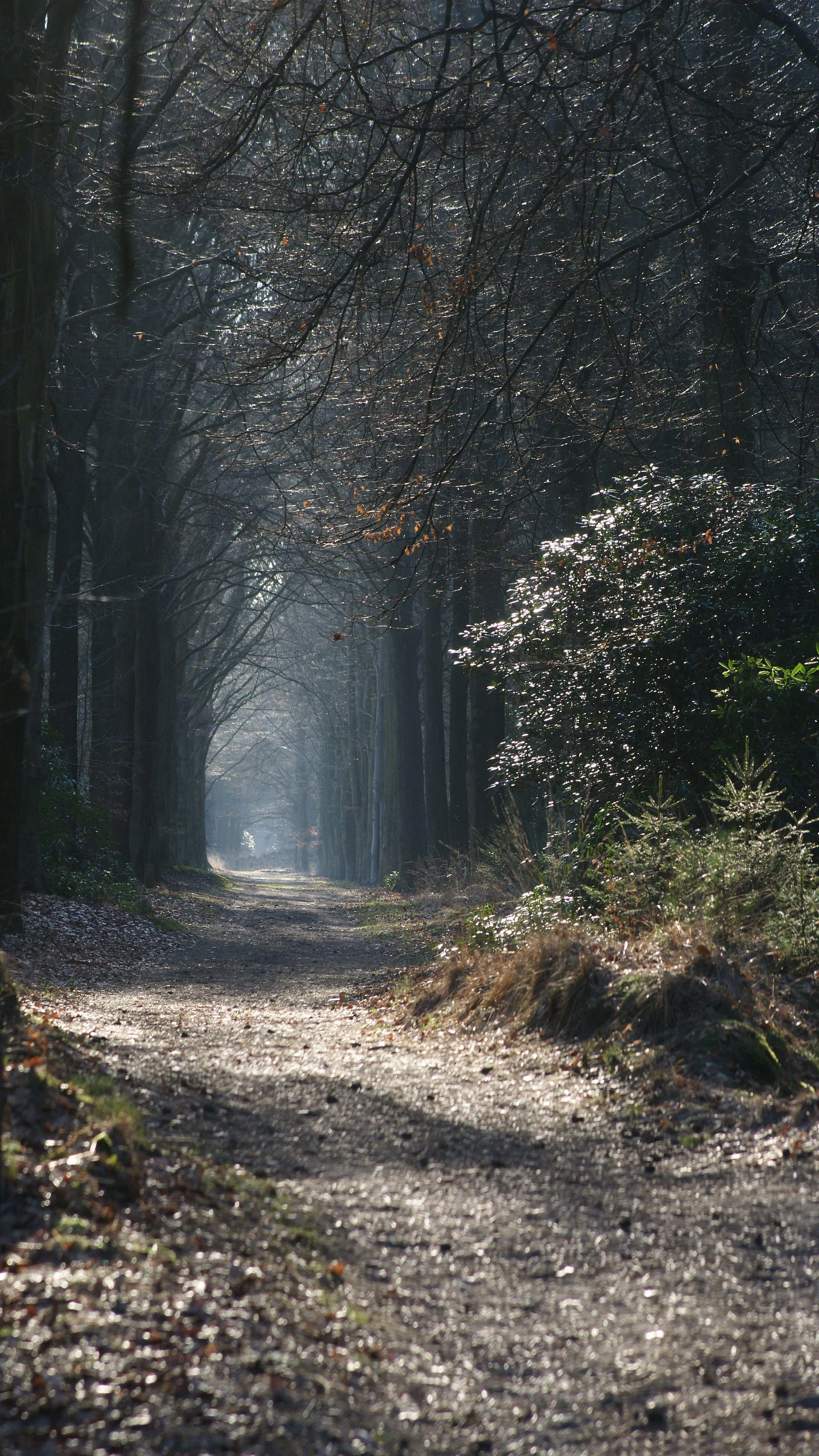 Mysterious Forest Pathway Surrounded by Tall Trees and Fog