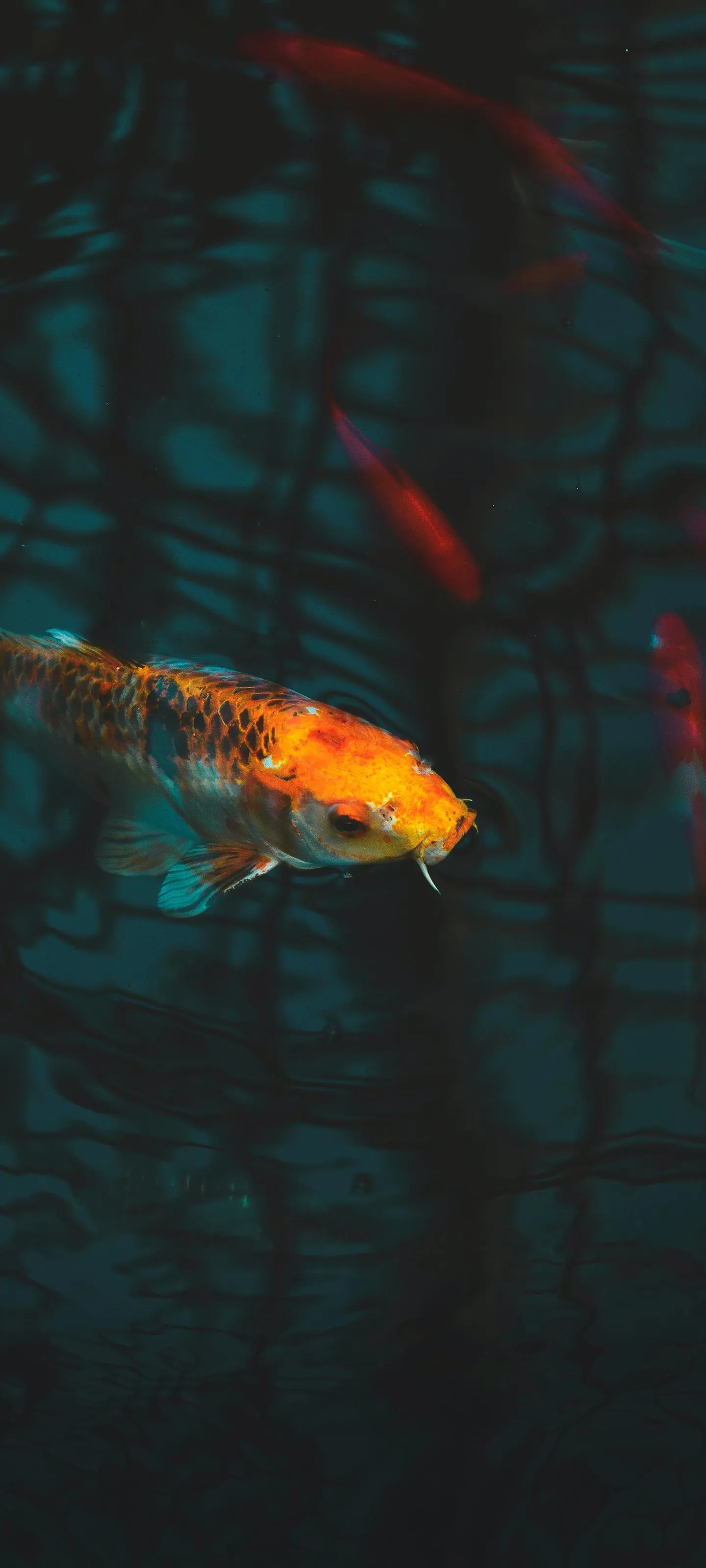 Mysterious Neon Fish Reflection In Dark Tunnel Scene