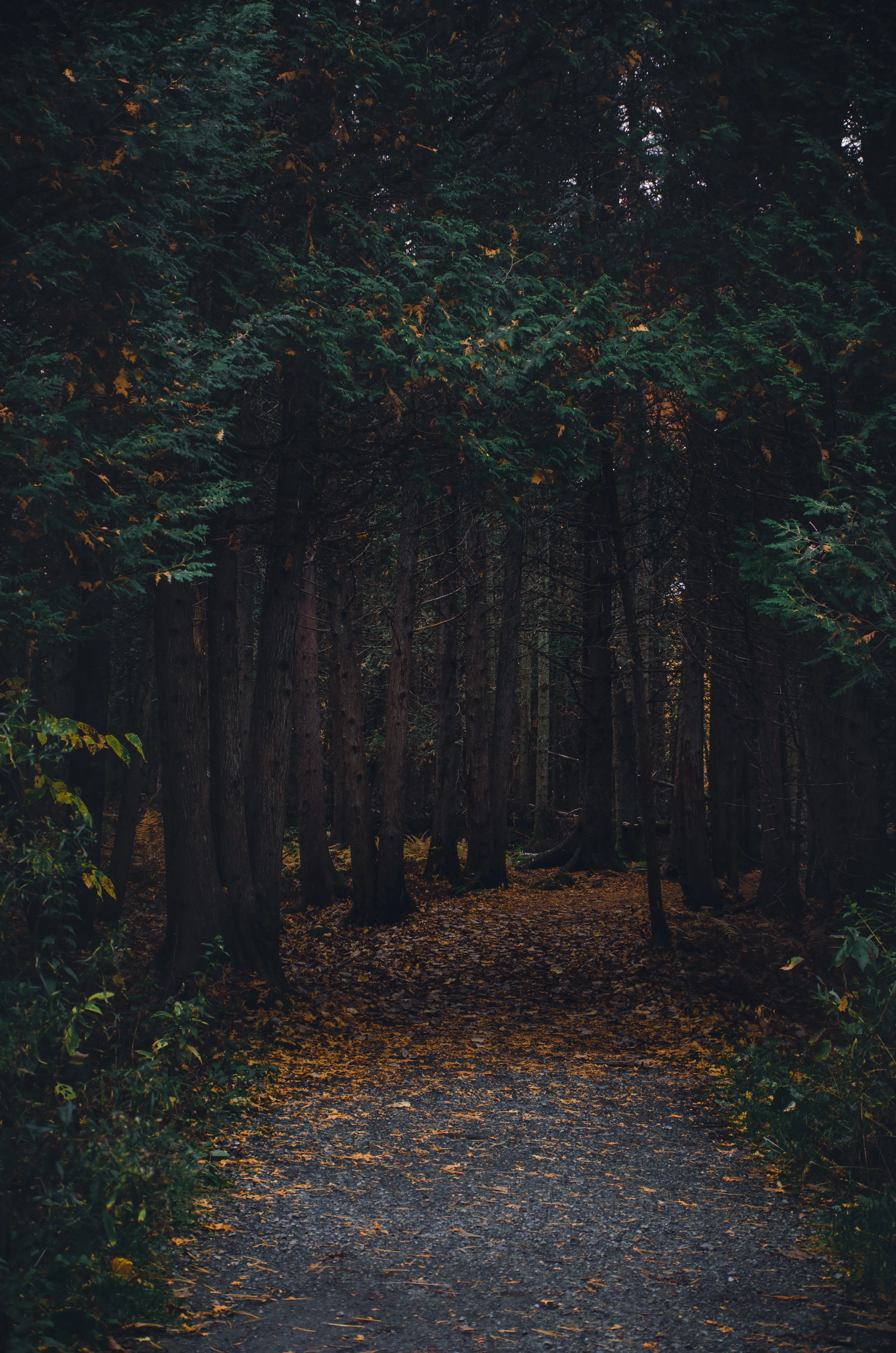 Mystic Forest Pathway Leading Into Deep Green Woods
