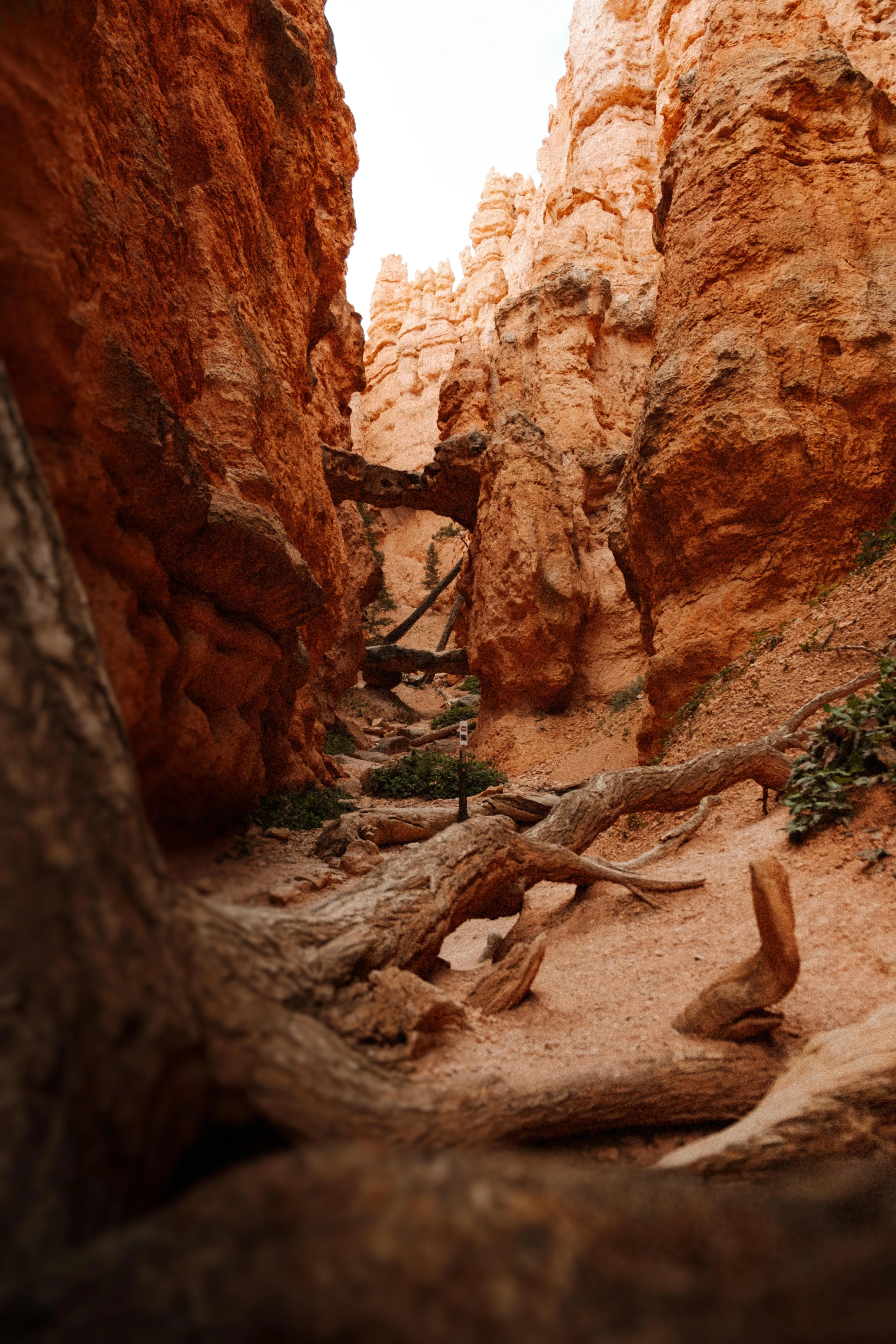 Narrow Canyon Trail with Warm Sunlight on Rocks Image