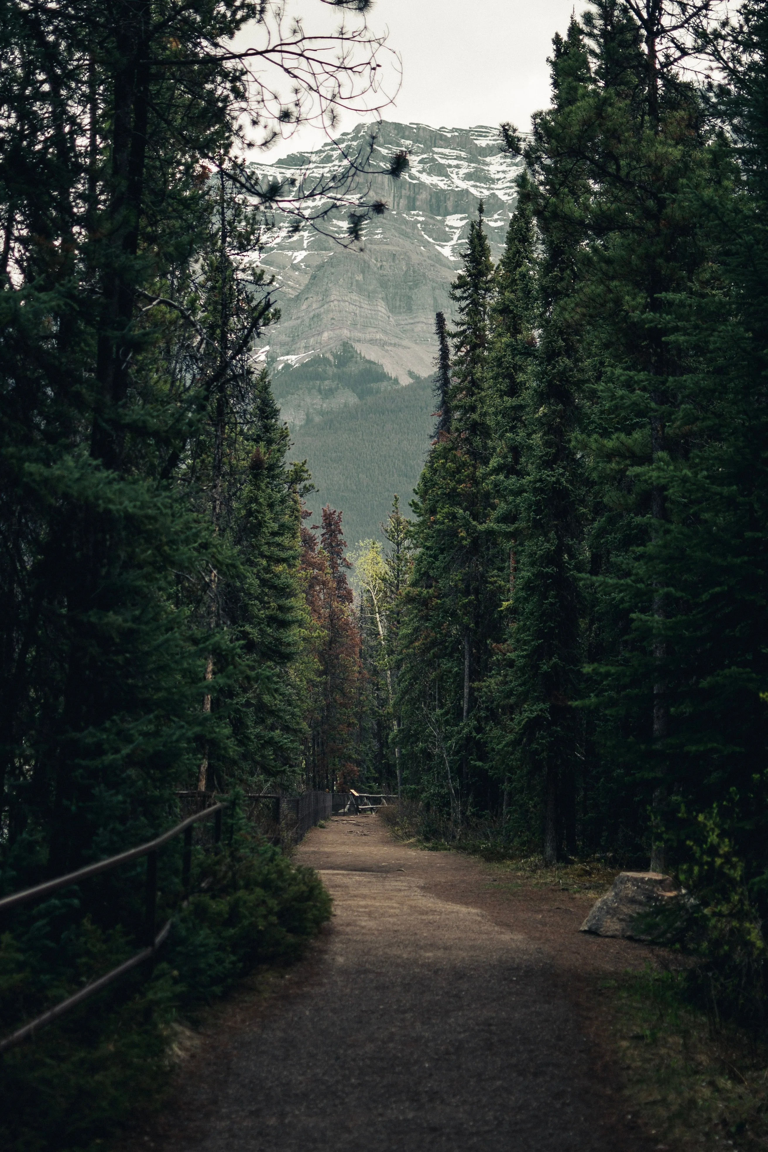 Narrow Forest Trail Surrounded by Tall Pines Wallpaper