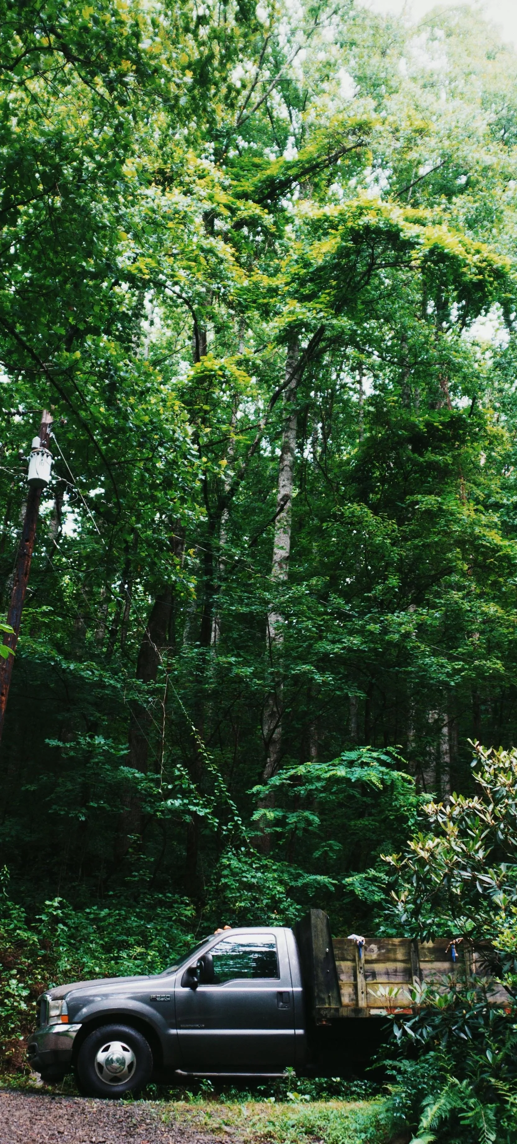 Offroad Vehicle Parked in a Dense Green Forest Image
