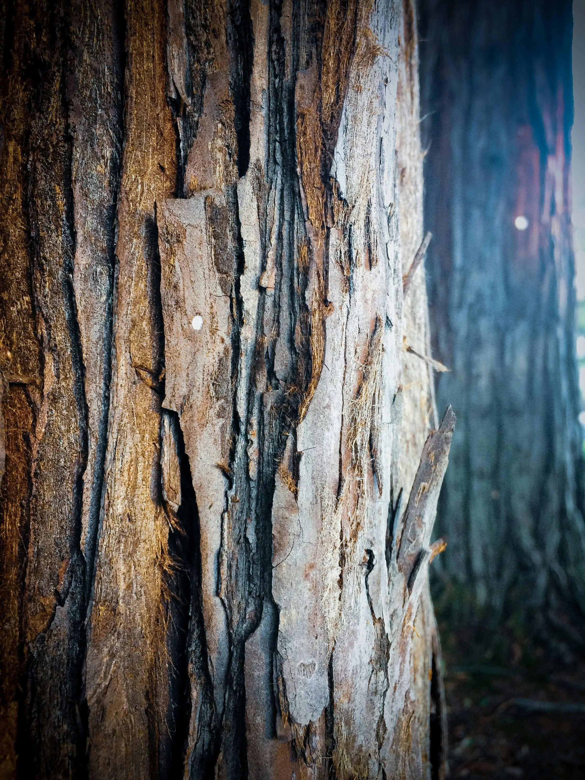 Old Wooden Bark Texture in Natural Rustic Colors Image