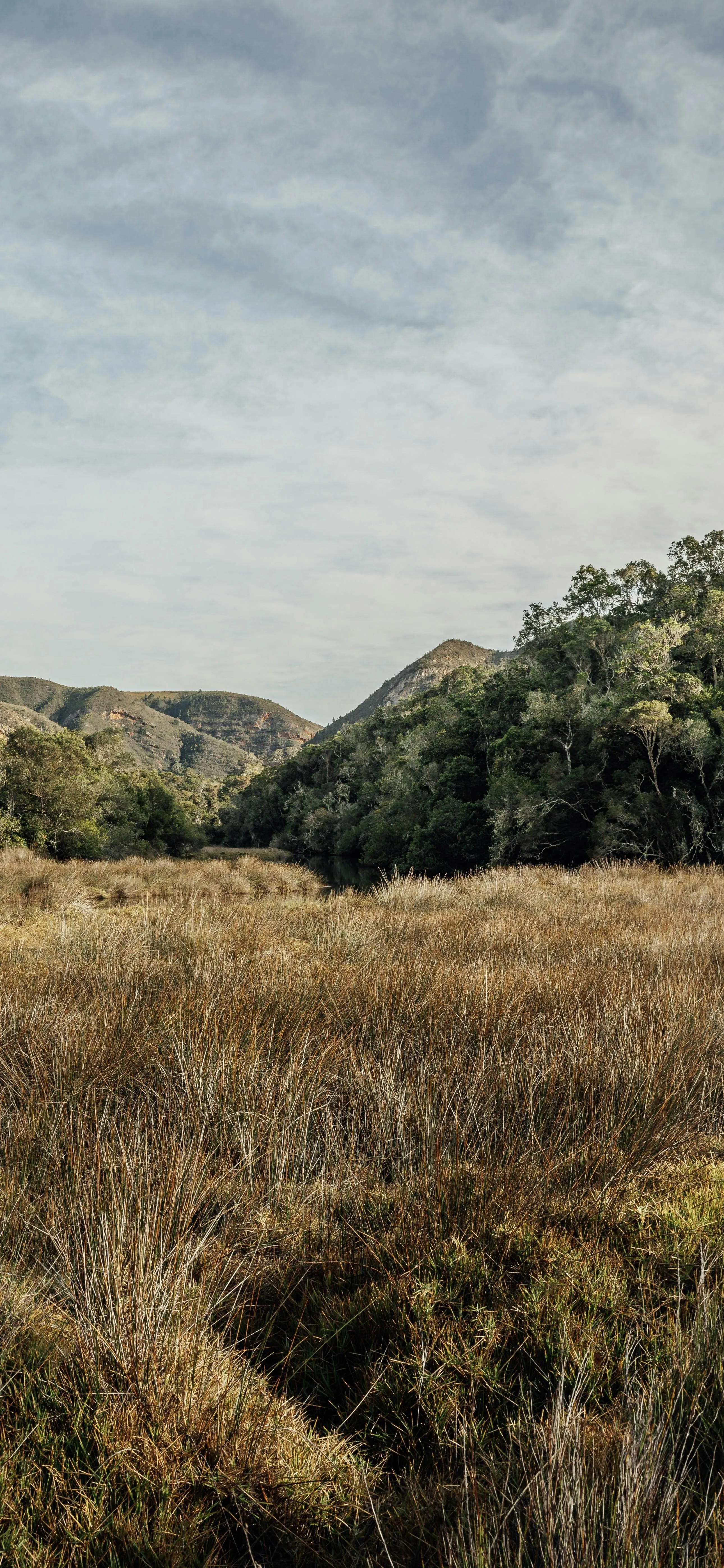 Open Field with Trees Under Clear Cloudy Sky Landscape