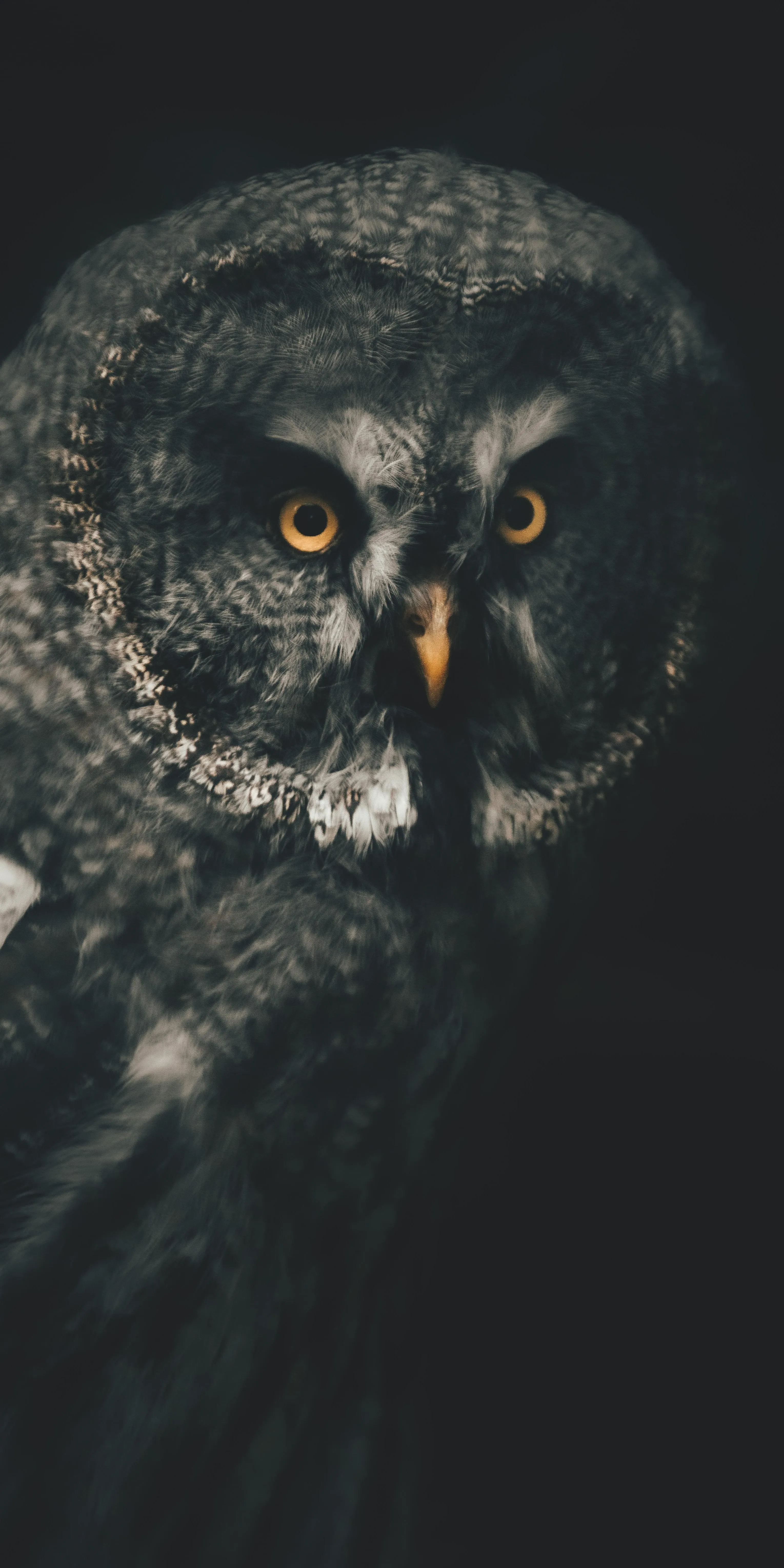 Owl Staring into Darkness with Sharp Yellow Eyes Wallpaper