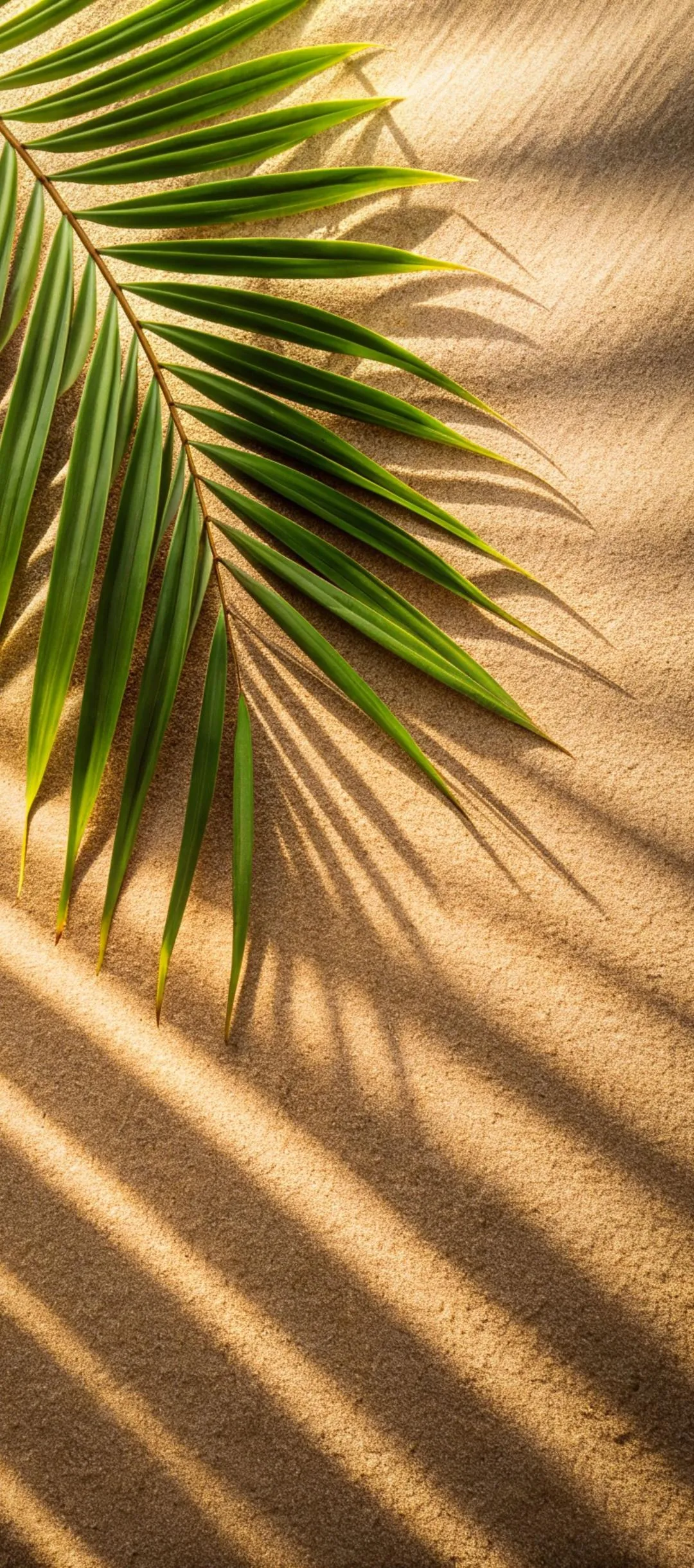 Palm Leaves Casting Shadows Over Smooth Sandy Surface