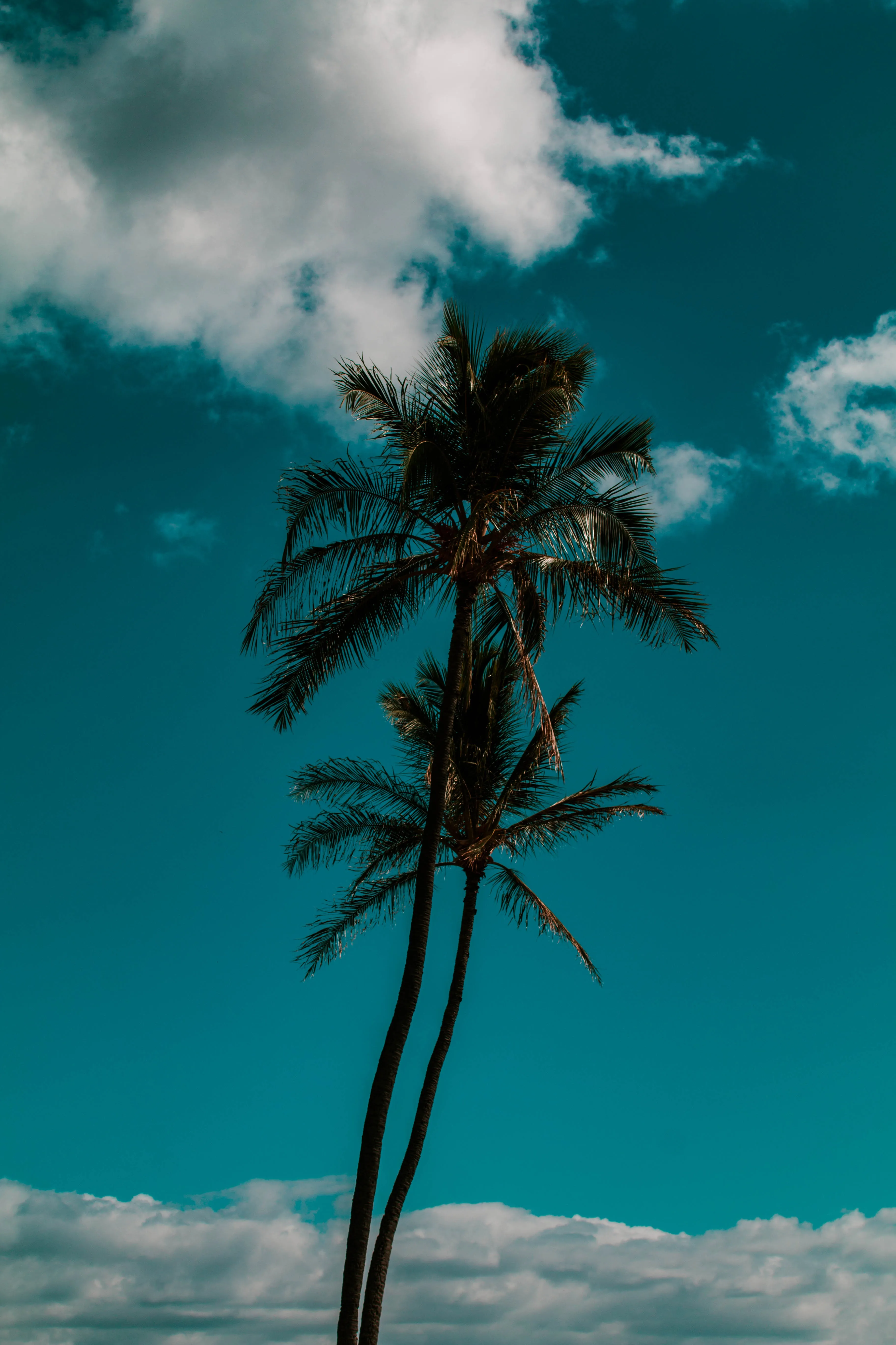 Palm Tree Under Bright Sky on a Tropical Beach Wallpaper