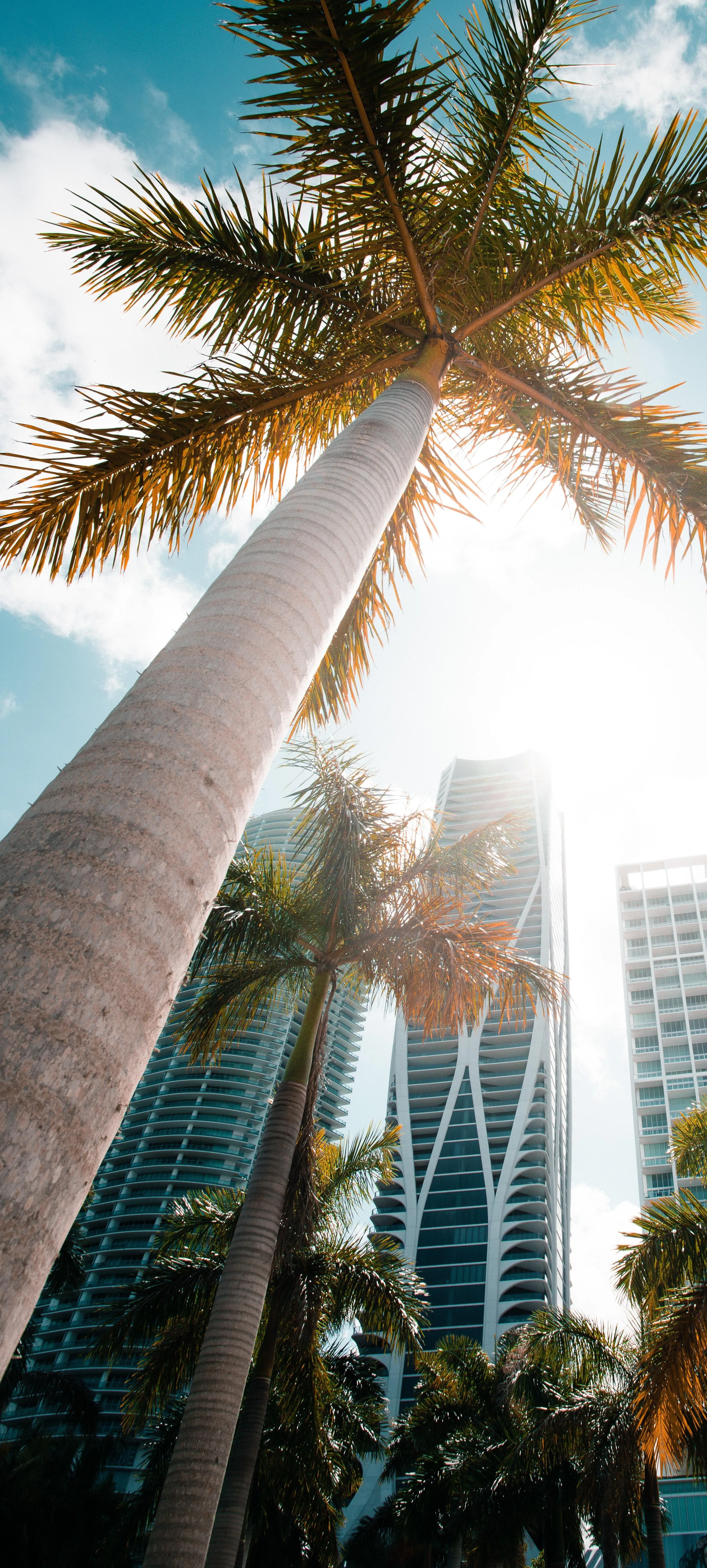 Palm Trees and Sunny Sky Viewed from Ground Level Image