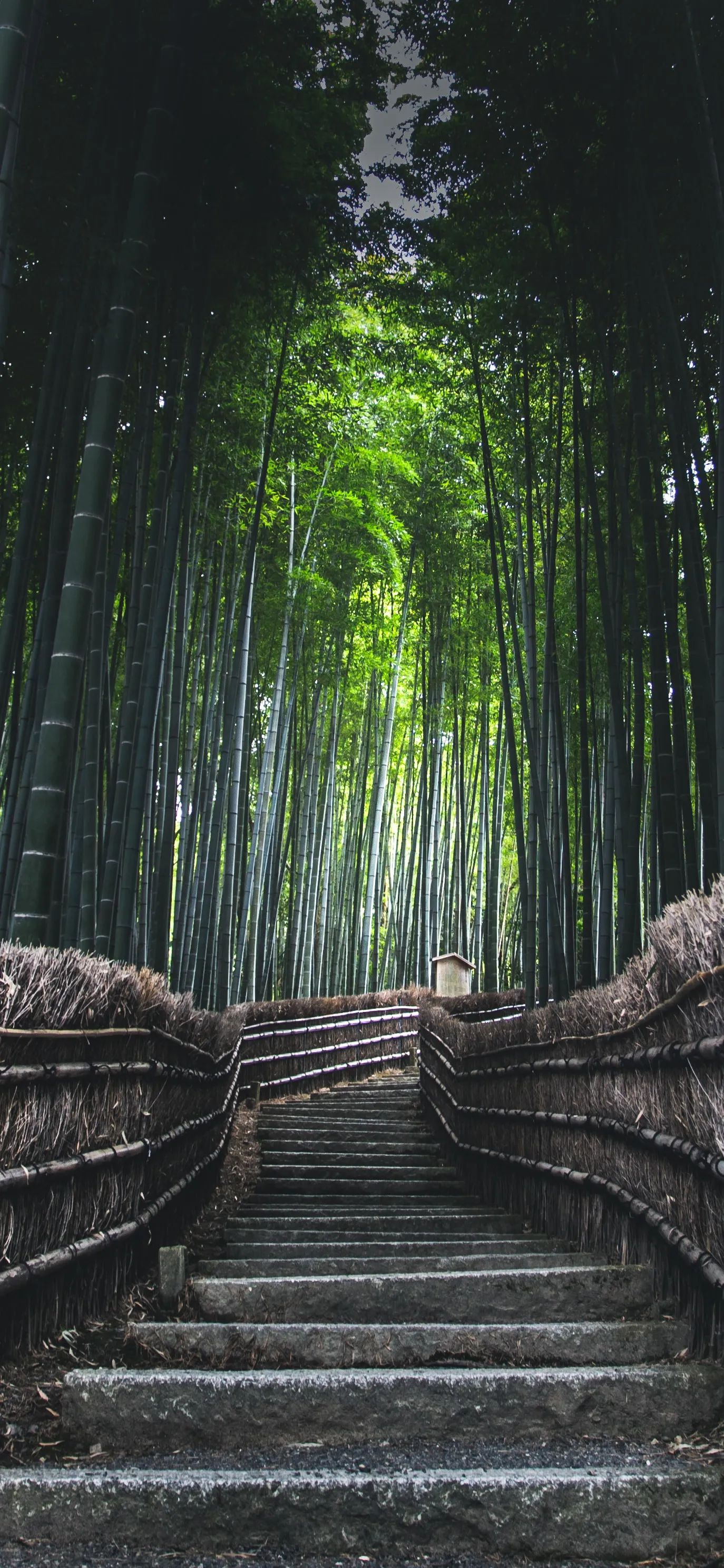 Path Through Tall Bamboo Forest with Misty Ambience