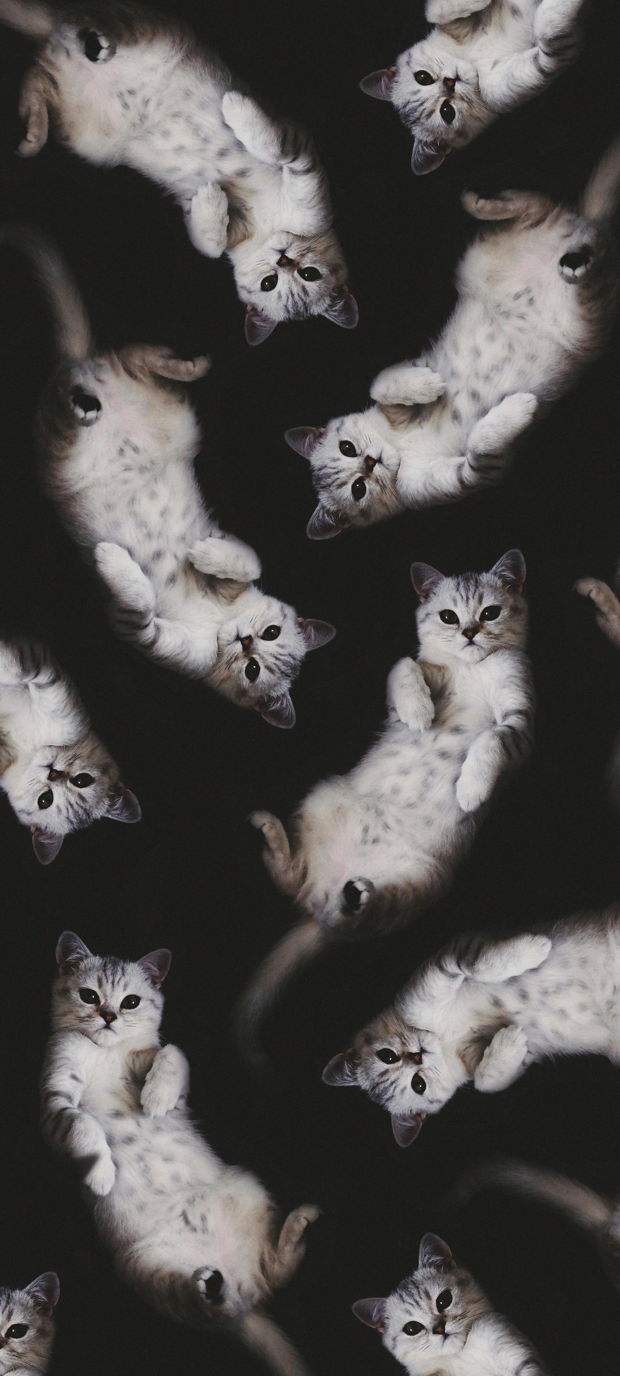 Pattern of Cute White Kittens on Dark Background Design