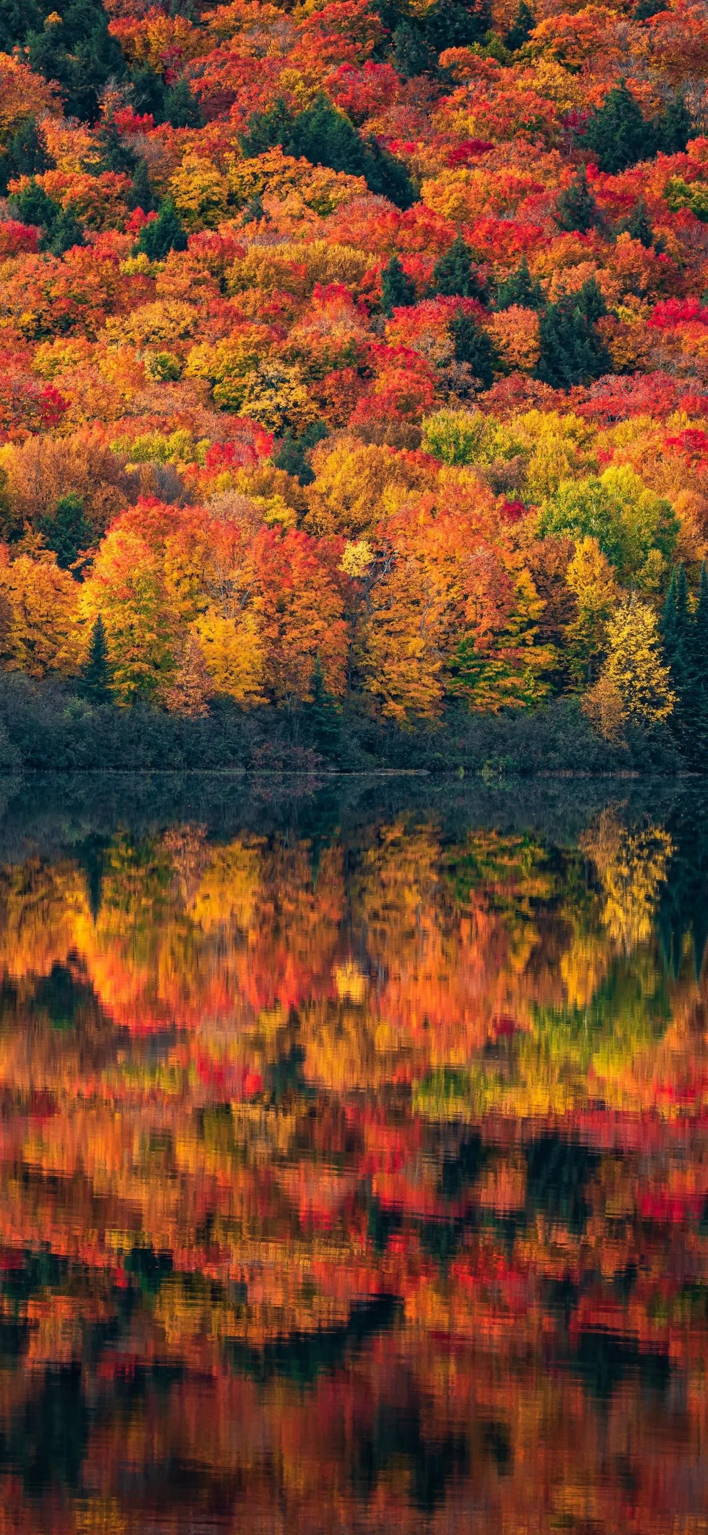 Peaceful Autumn Forest Filled with Vibrant Orange Colors