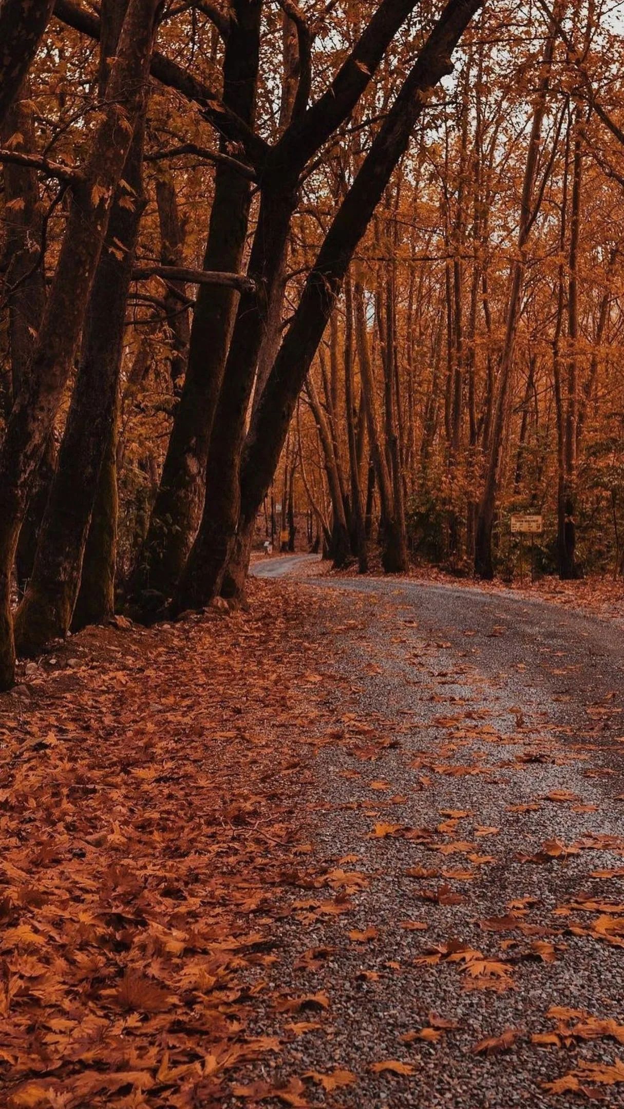 Peaceful Autumn Forest Path Covered in Fallen Leaves