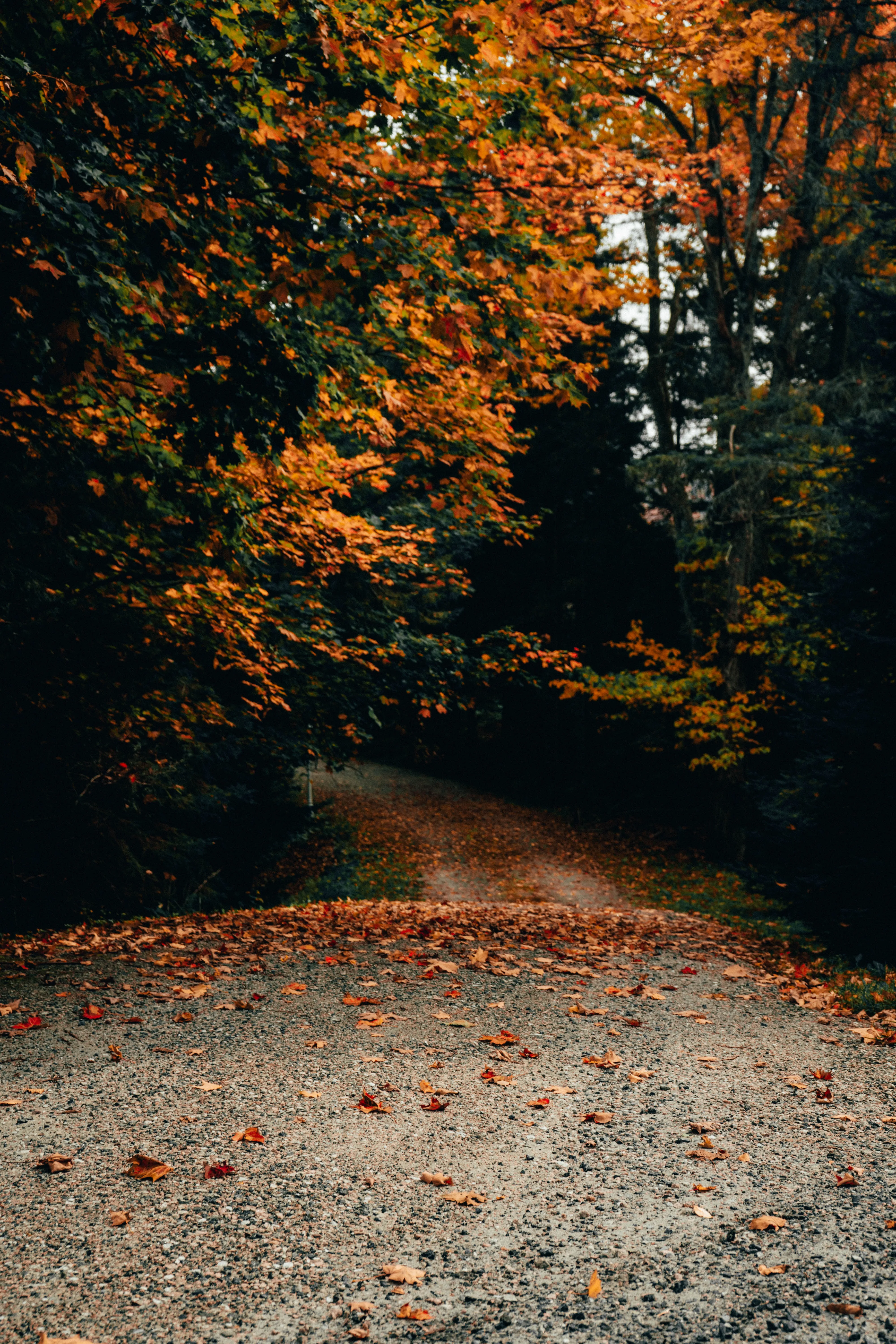 Peaceful Autumn Road Covered in Falling Golden Leaves