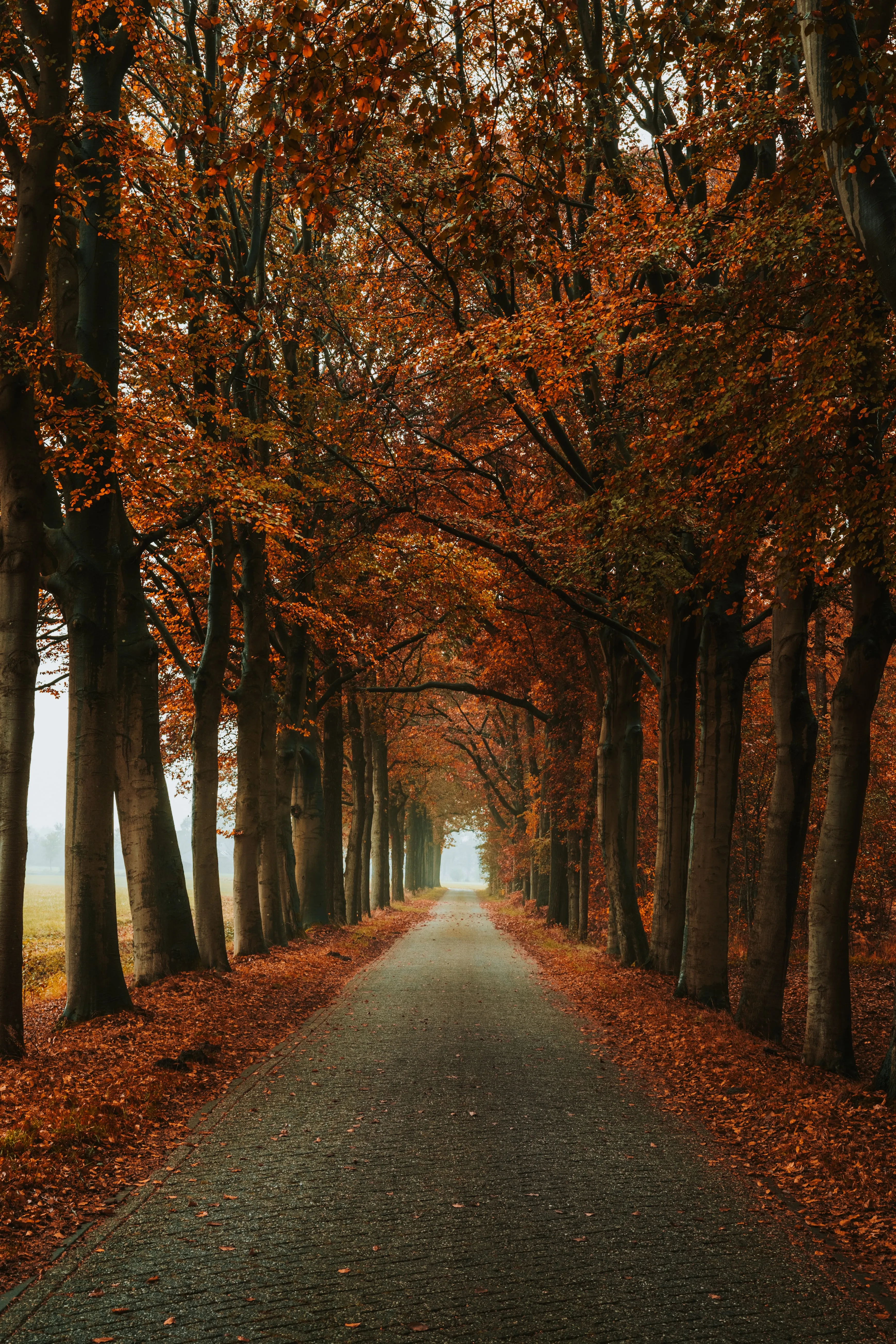 Peaceful Autumn Road Covered in Orange Leaves HD Image