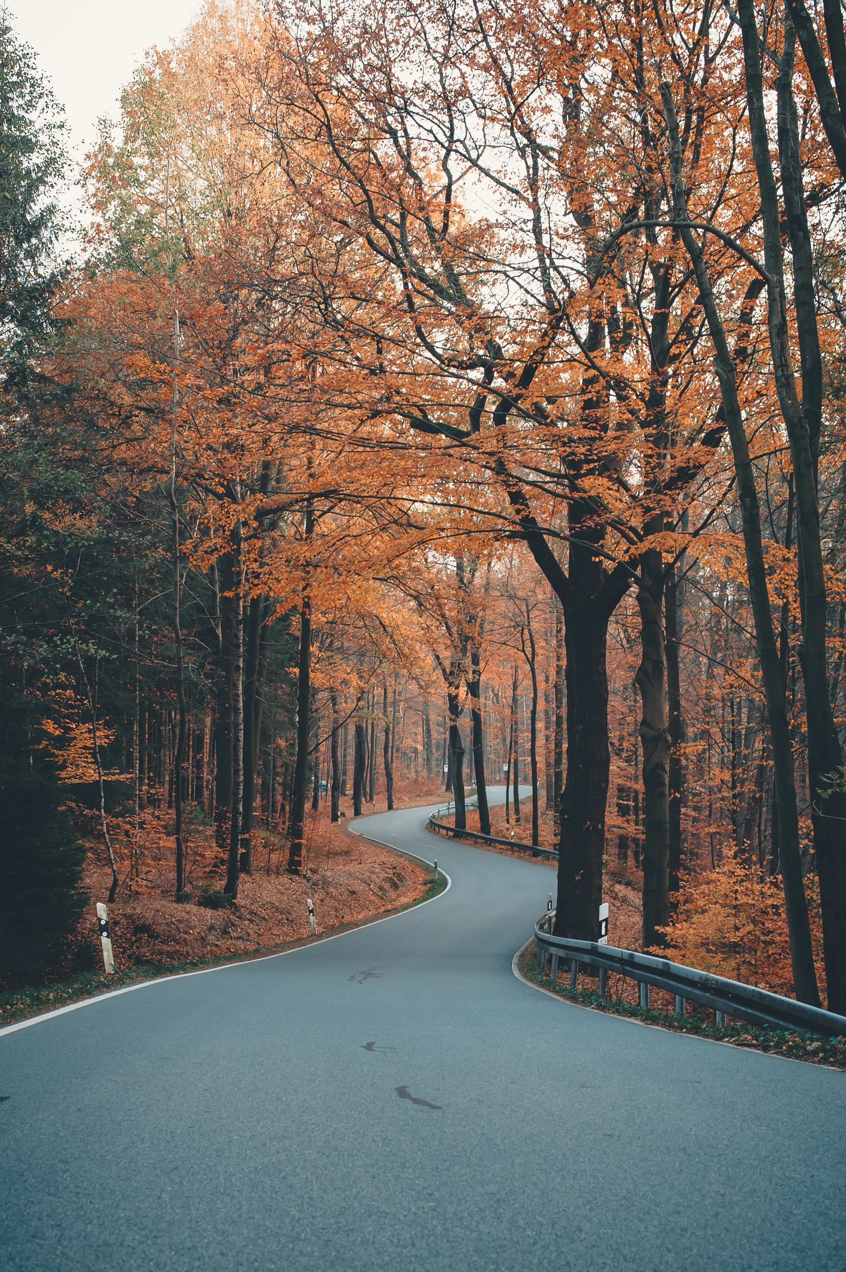 Peaceful Autumn Road Lined with Orange Forest Trees