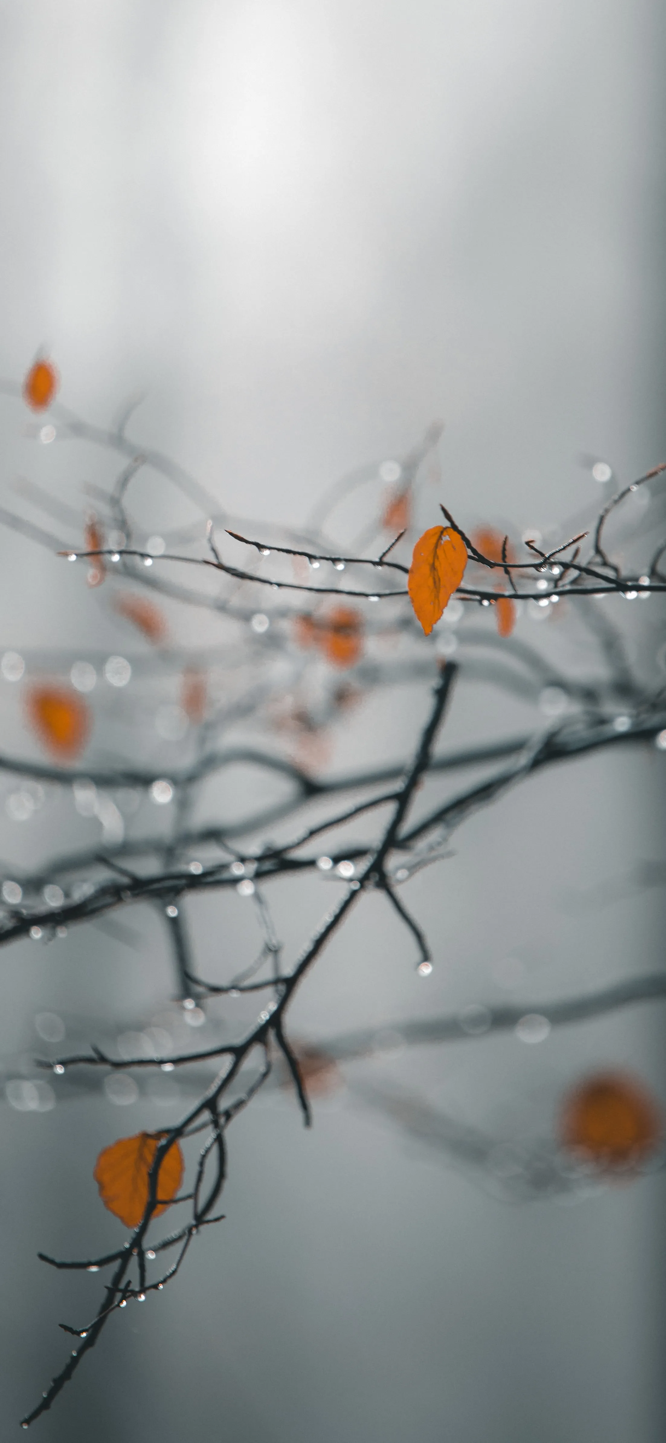 Peaceful Autumn Tree Branch with Orange Leaves Focus