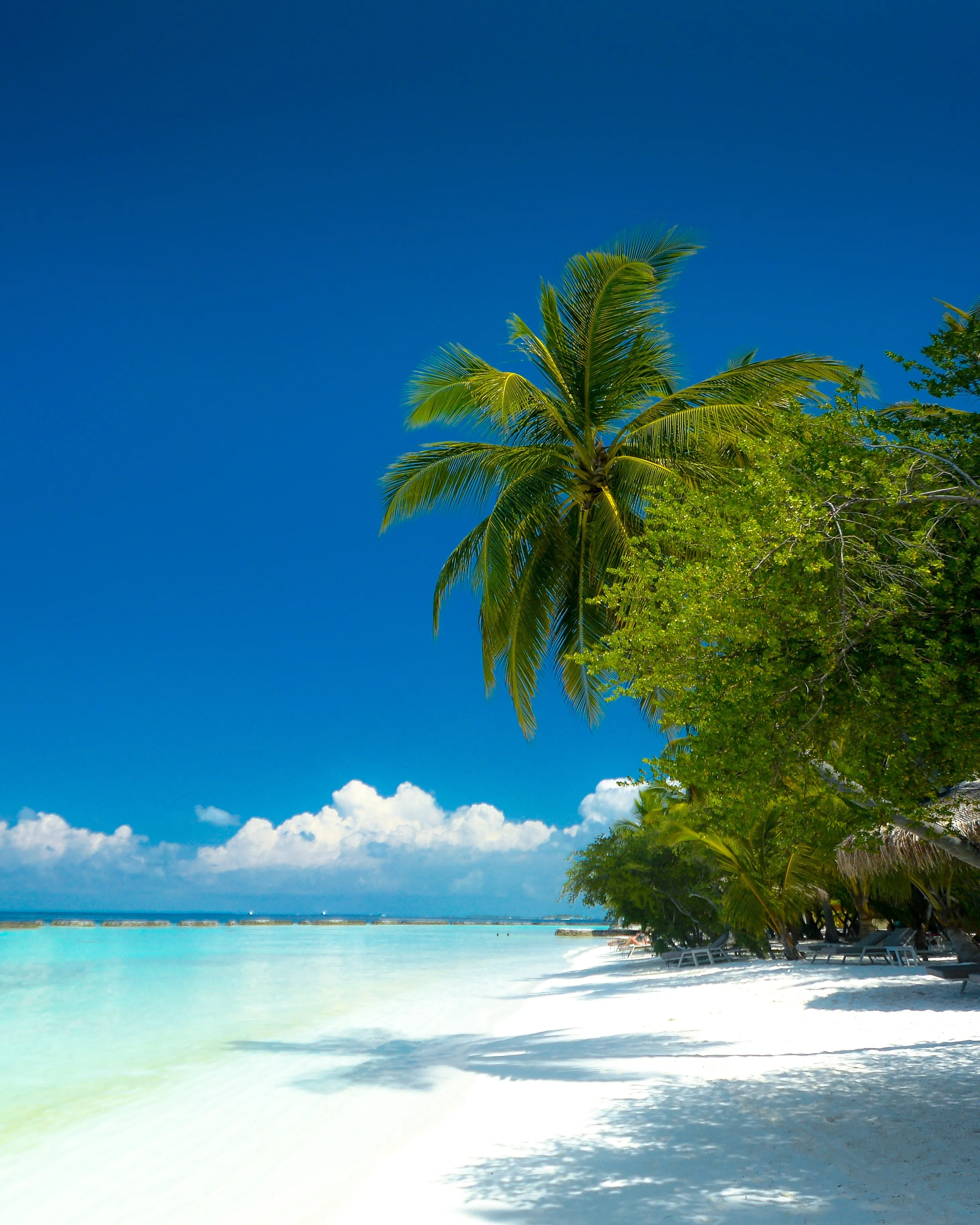 Peaceful Beach with Palm Trees and Blue Sea Wallpaper
