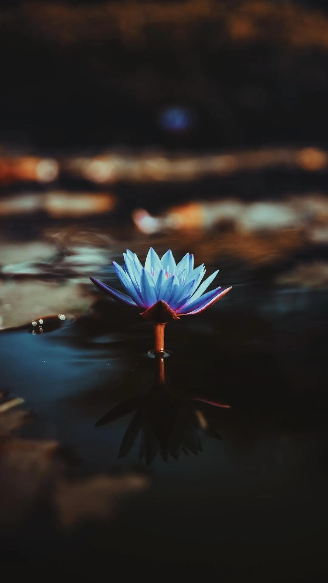 Peaceful Blue Flower Illuminated in Gentle Light Wallpaper