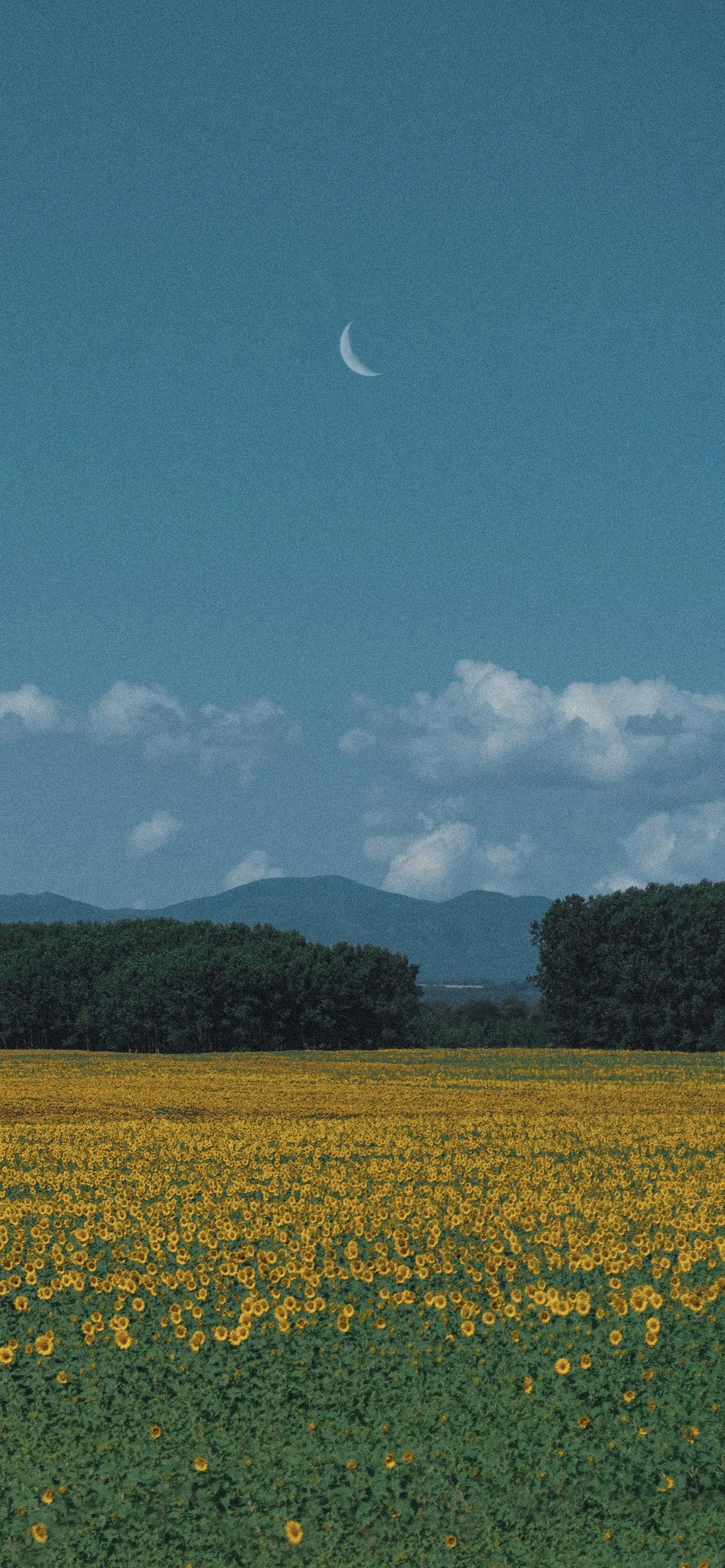 Peaceful Countryside Field Under Blue Sky with Crescent Moon