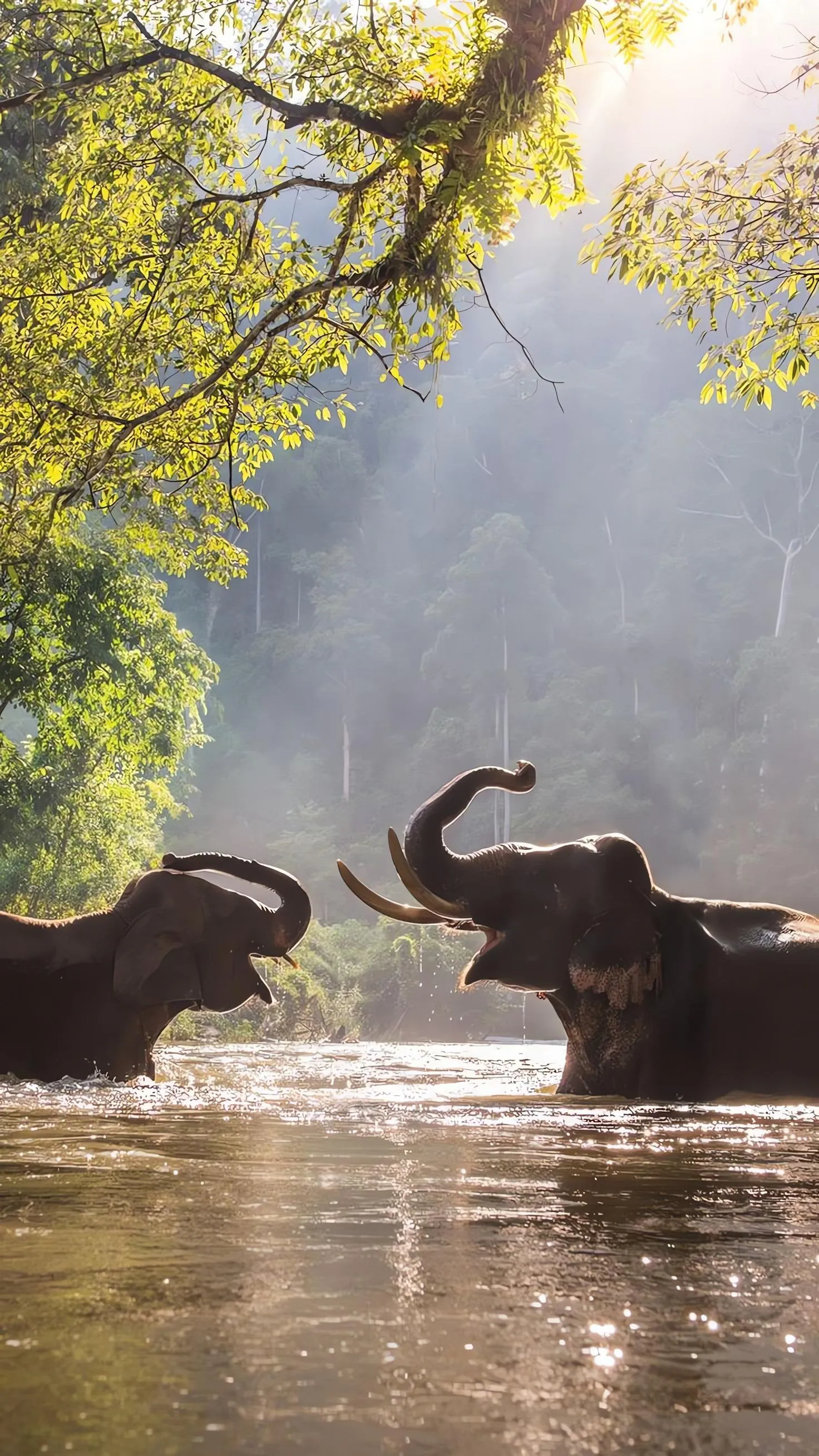 Peaceful Elephants by River in Morning Light Scene