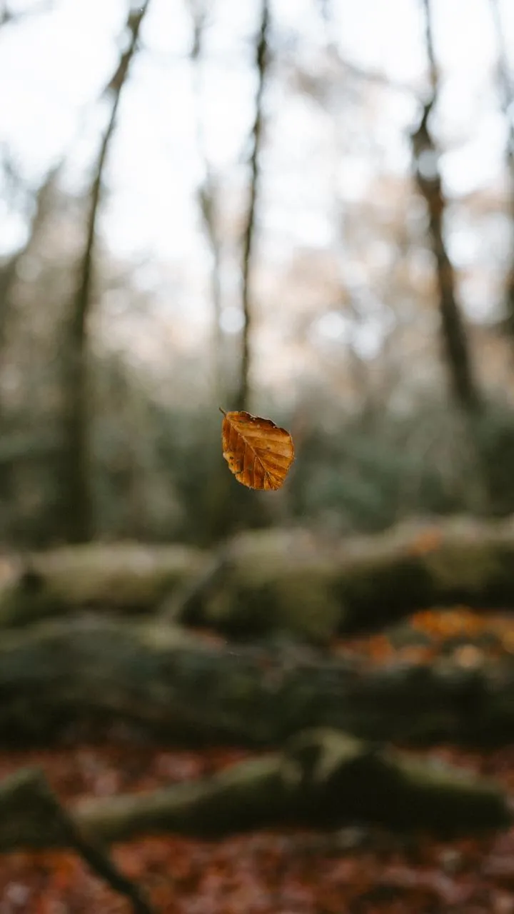 Peaceful Forest Autumn Scene for Mobile Wallpaper HD