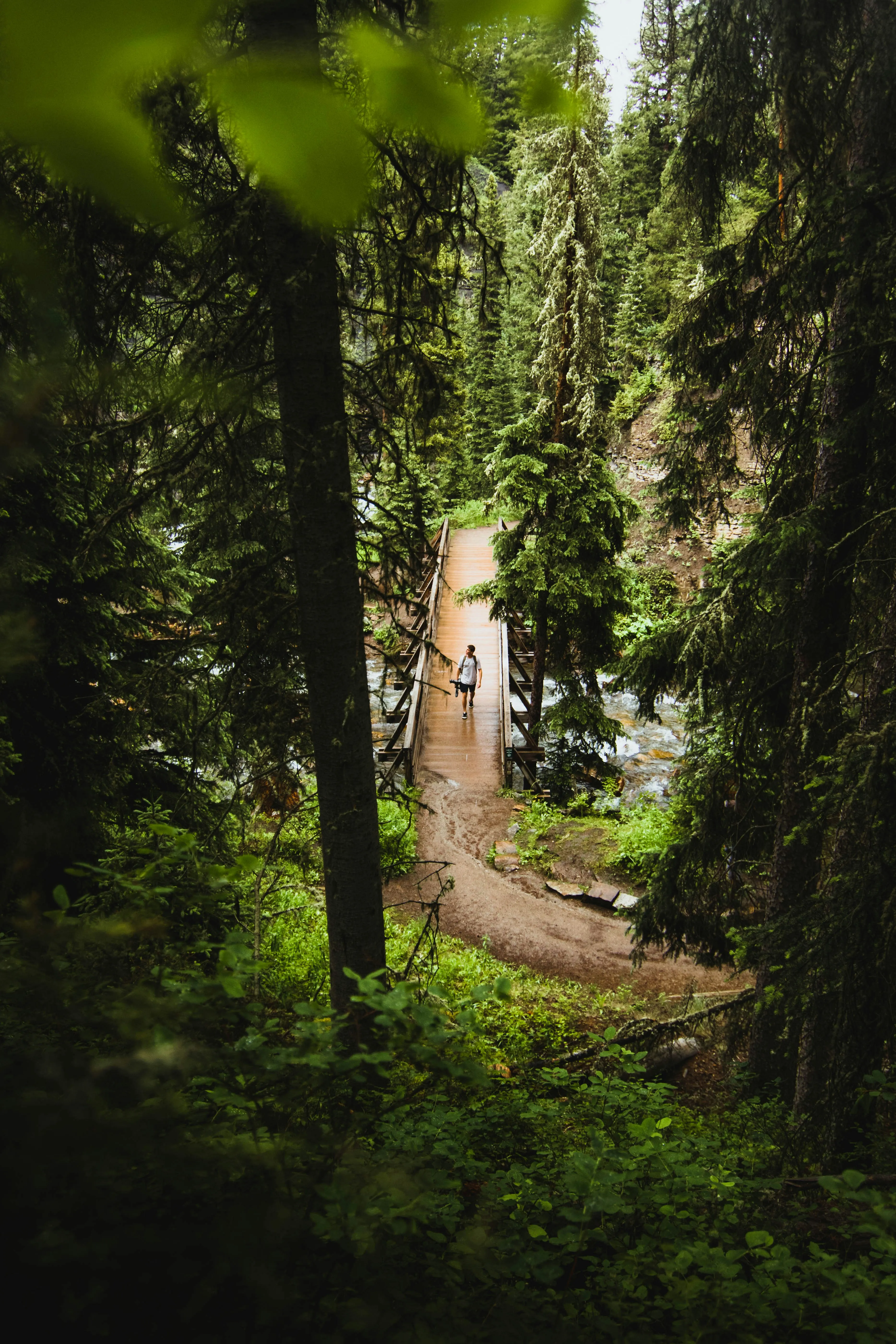 Peaceful Forest Pathway in Golden Morning Light Image