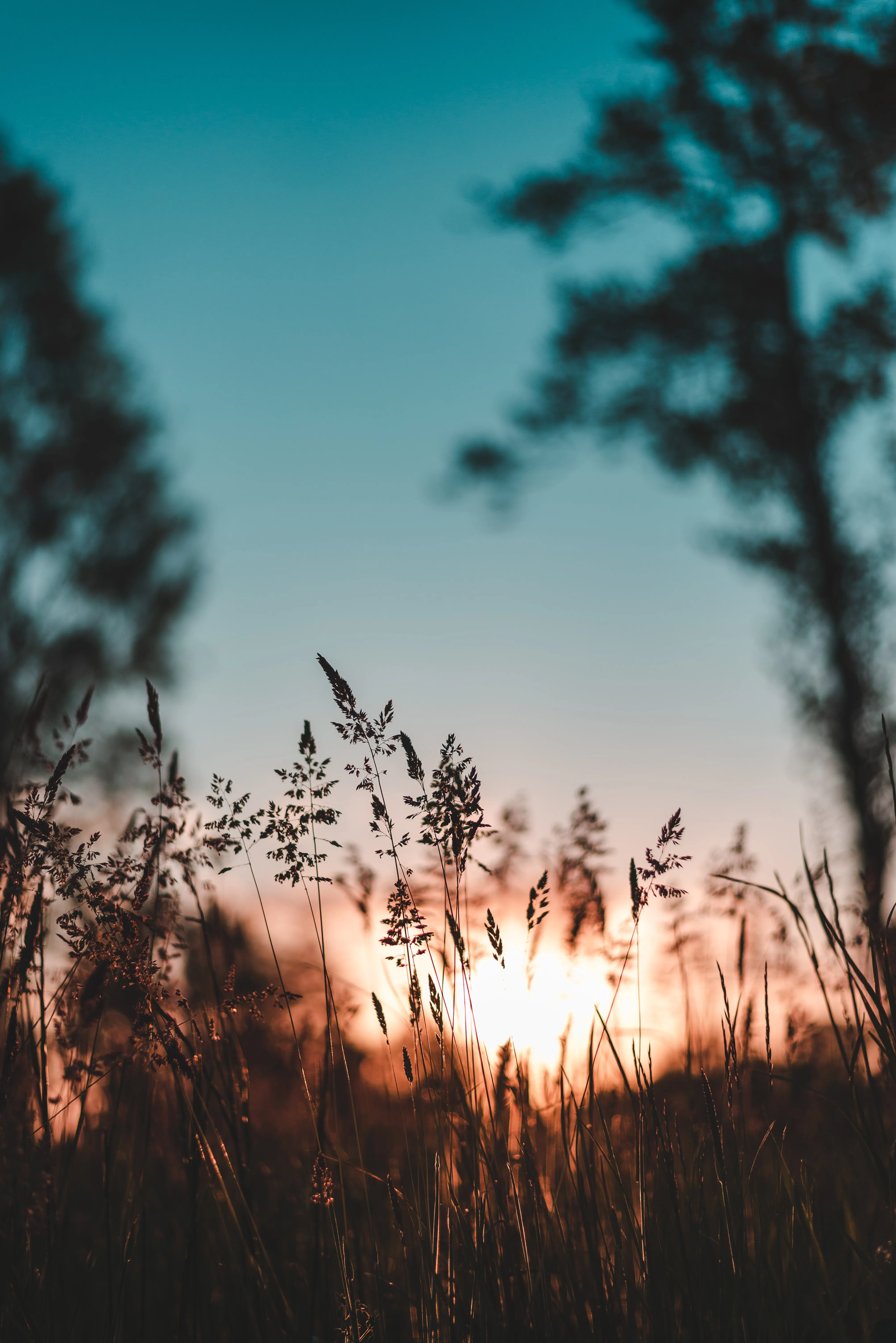 Peaceful Golden Sunrise Light Through Tall Meadow Grass