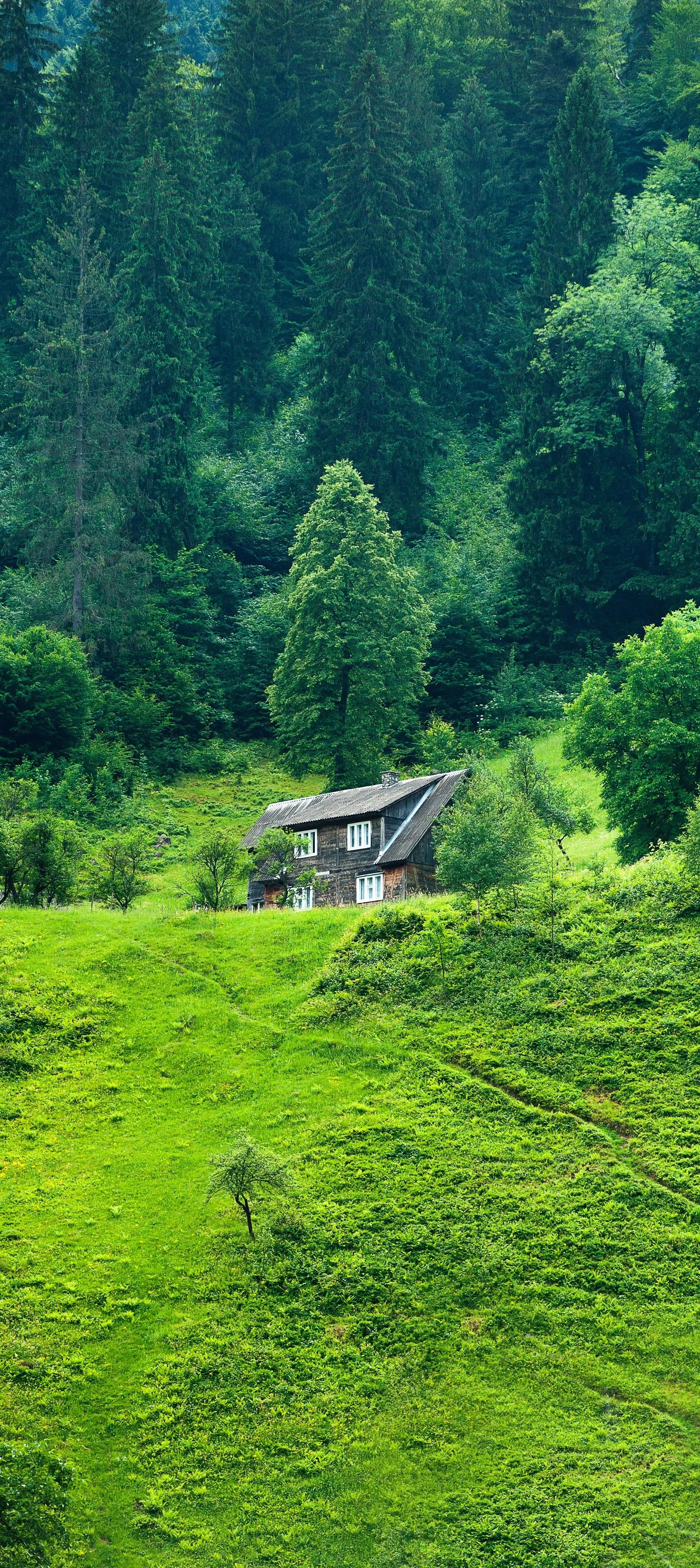 Peaceful Green Forest Landscape with Sunny Clearing