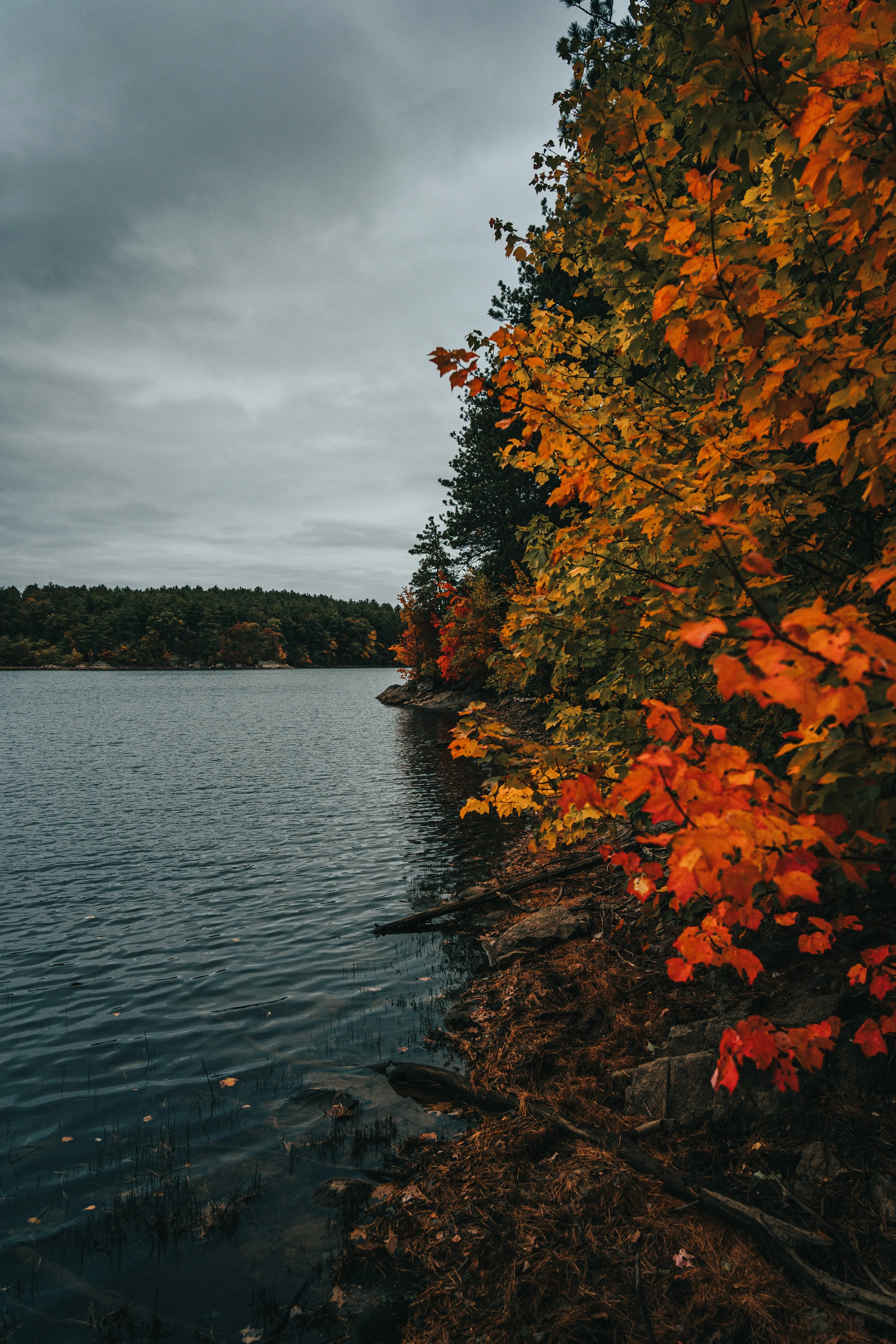 Peaceful Lake Surrounded by Dense Green Trees Wallpaper