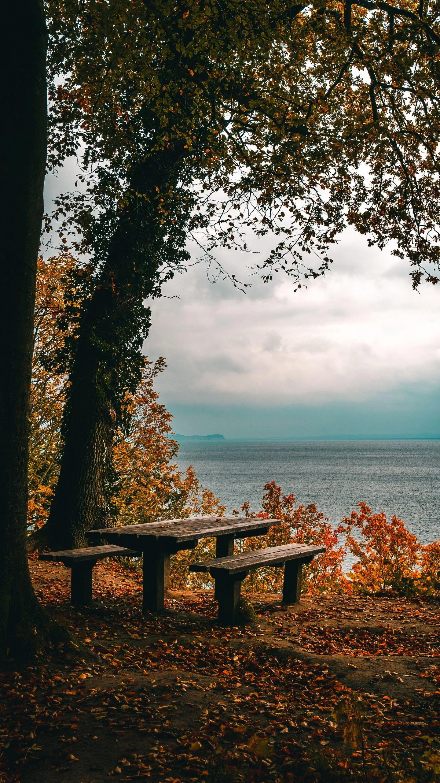 Peaceful Lake View with Wooden Bench and Autumn Trees