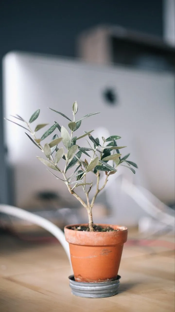 Peaceful Plant Pot on Desk for Natural Home Design