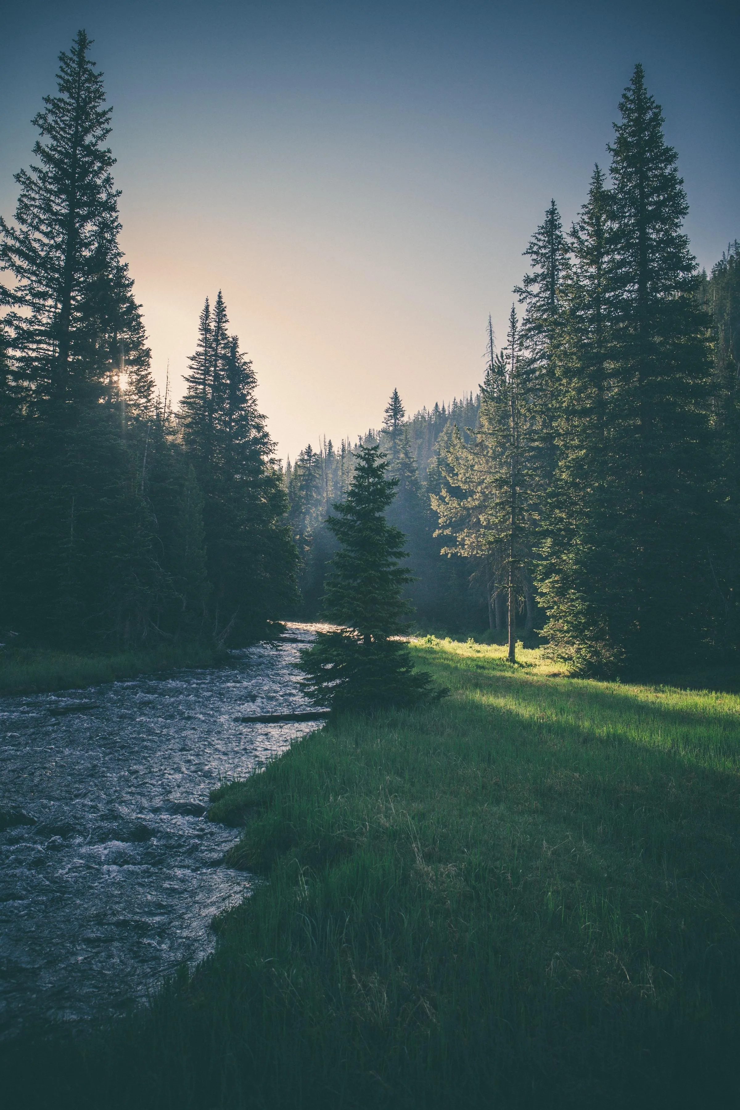 Peaceful River Flowing Through Pine Forest in Morning Light