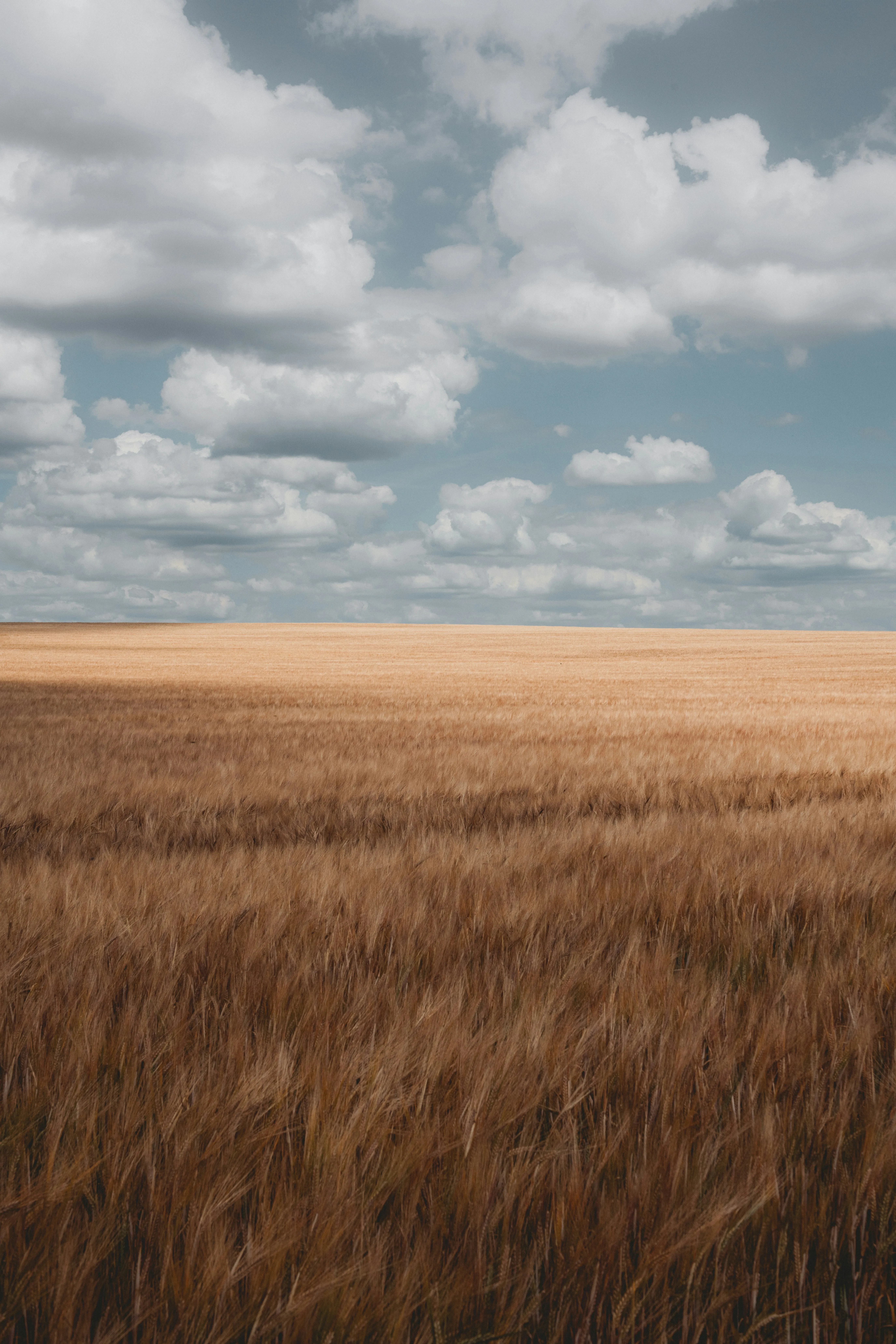 Peaceful Wheat Field under Cloudy Blue Sky Wallpaper