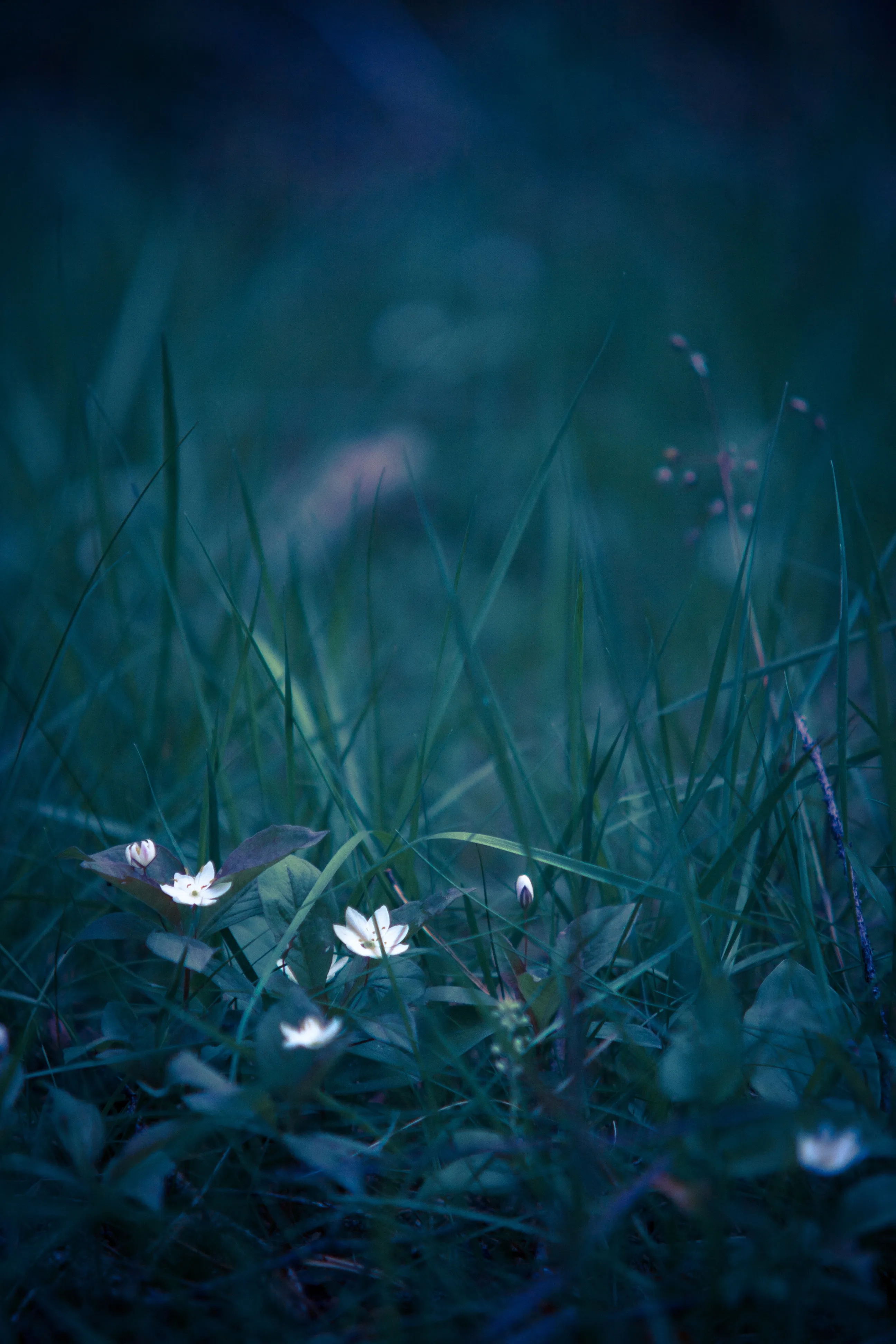 Peaceful Wildflowers Blooming in Soft Evening Light