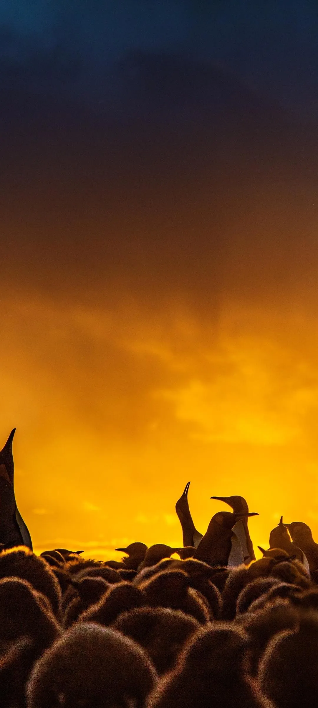 Penquins at Sunset with Vibrant Sky in Background Wallpaper